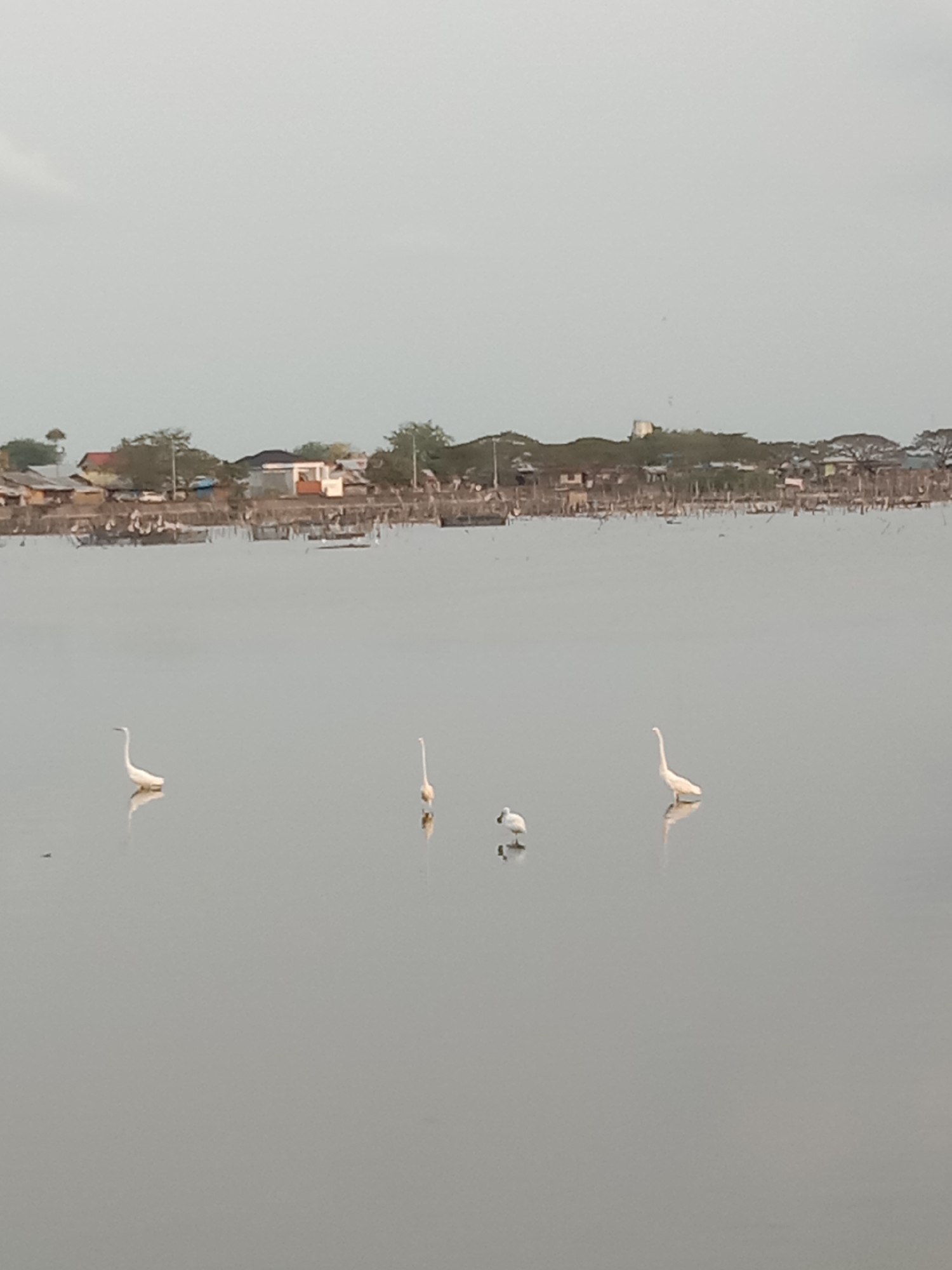 Waterfront dredging draws crowds, egrets in Lhokseumawe