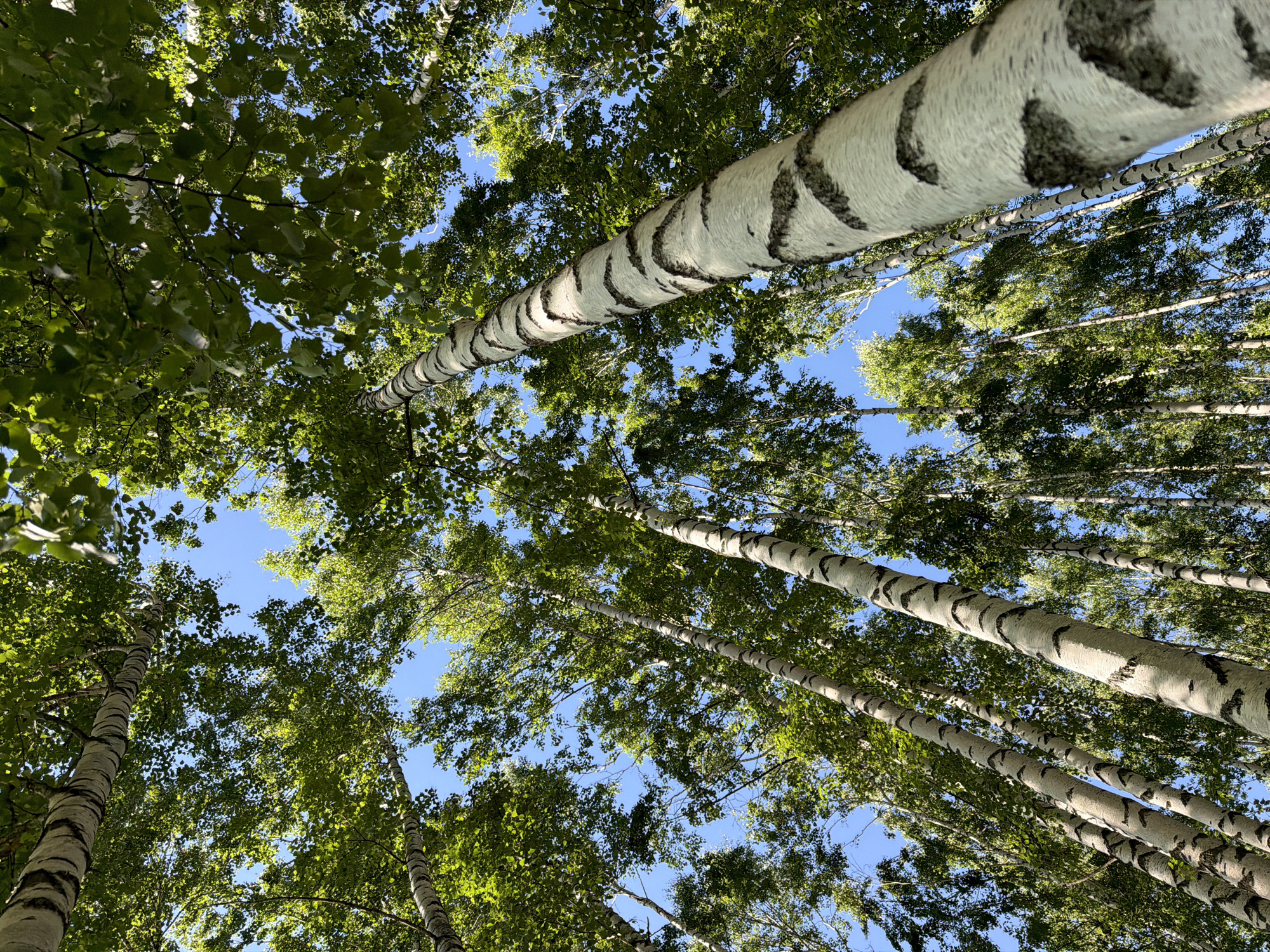 Birch forest walk with wildflowers on a sunny day