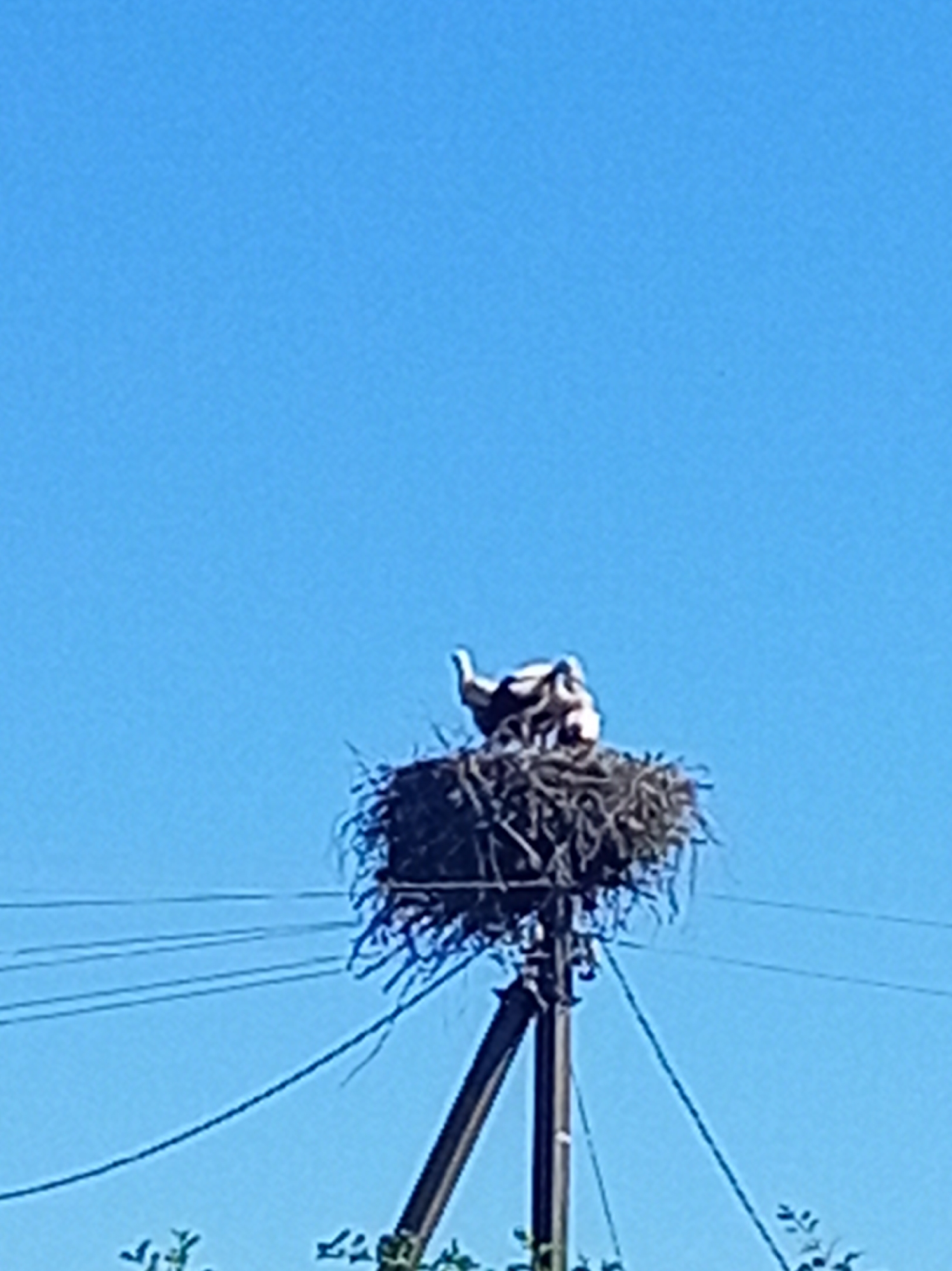 Storks, firewood, and blue skies in rural Belarus