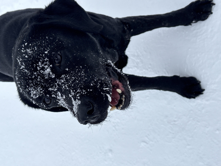 Black Labrador plays with orange toy in Chaikovsky snow