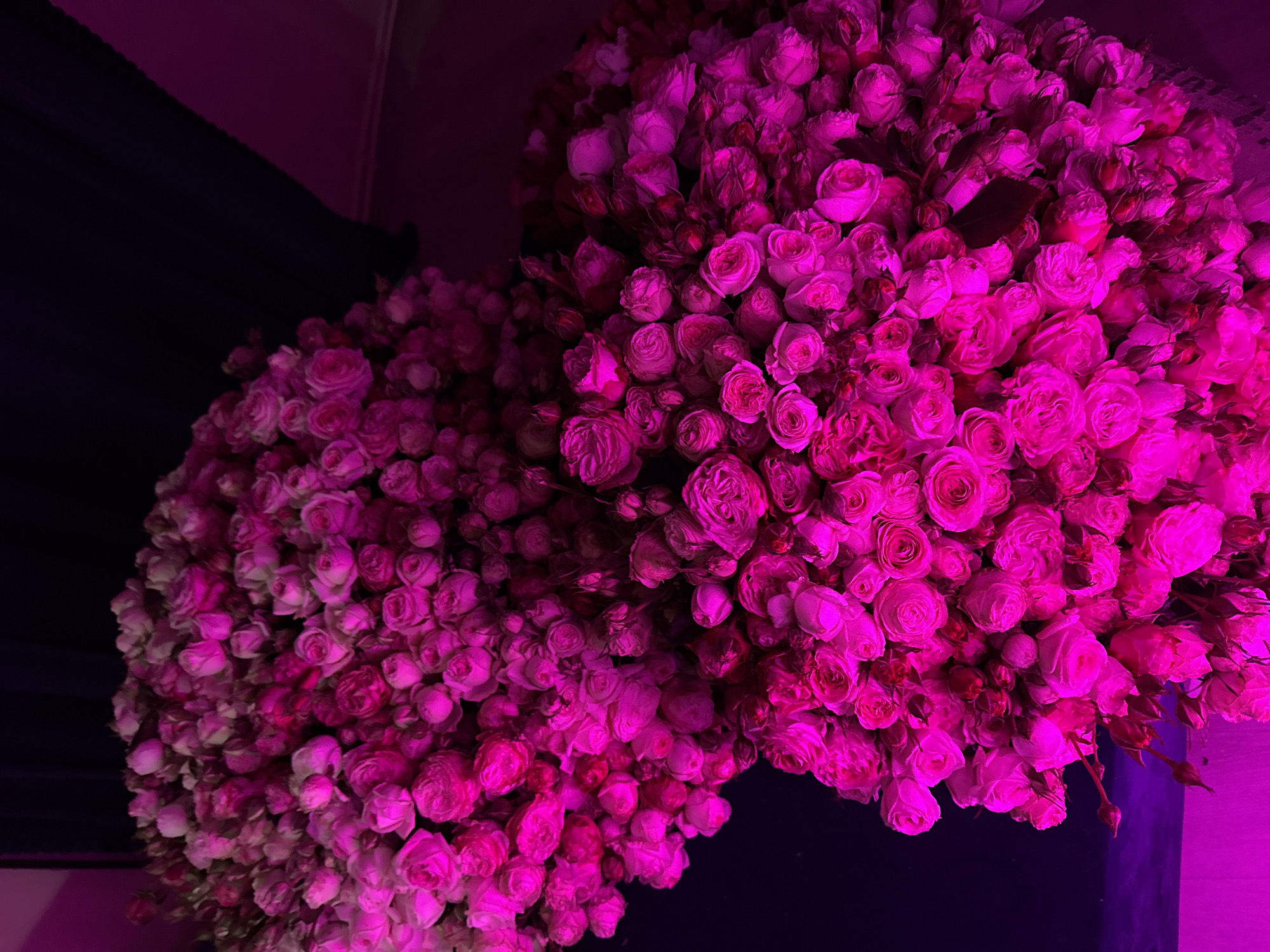 Pink rose clusters observed in Yerevan, Armenia
