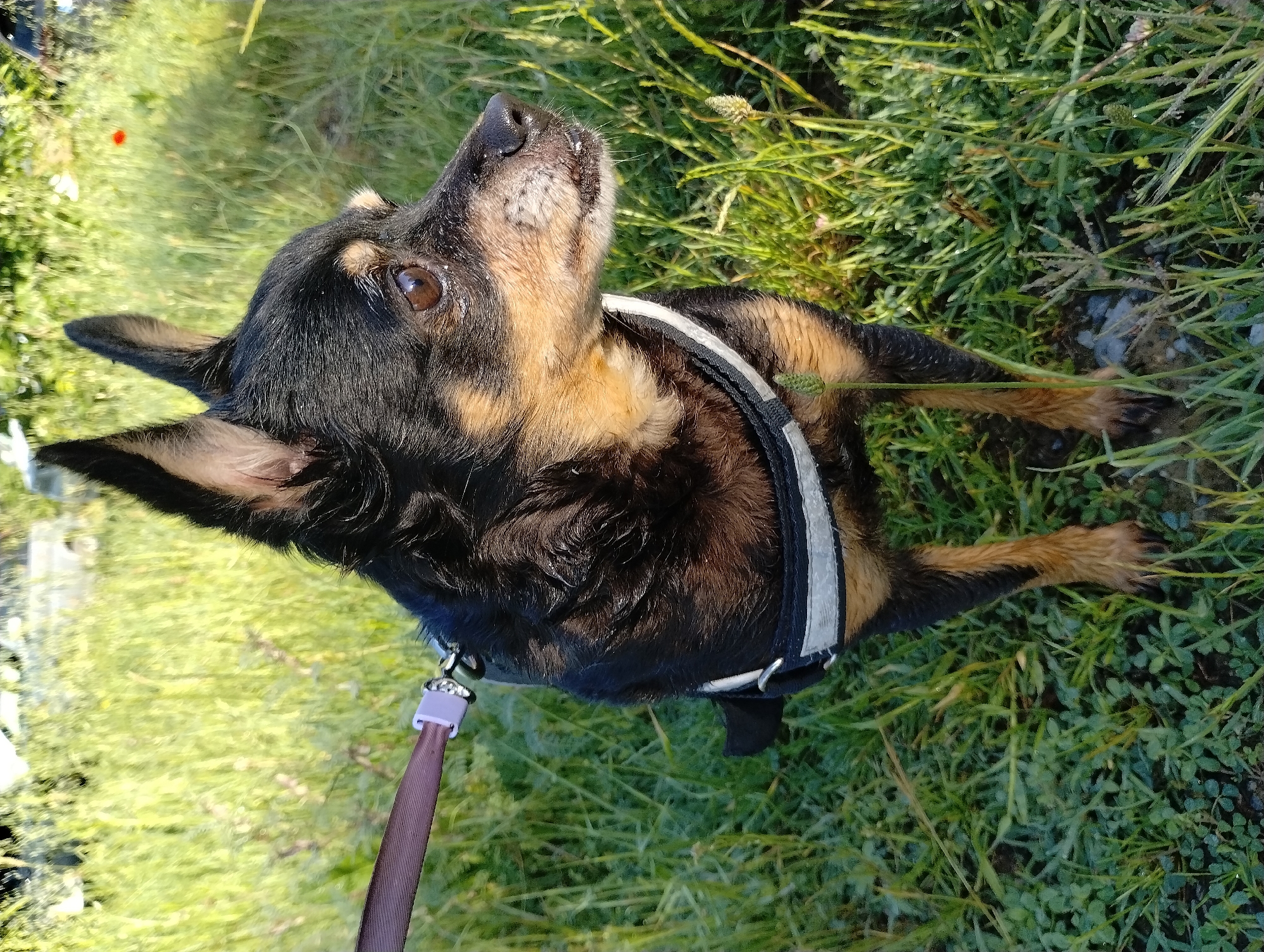 Early morning walk documents blooming flowers, dog in Yambol