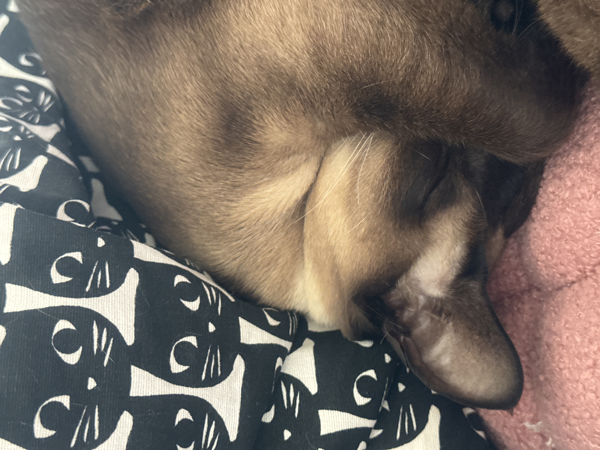 Siamese cat photographed sleeping in Ramat Gan home