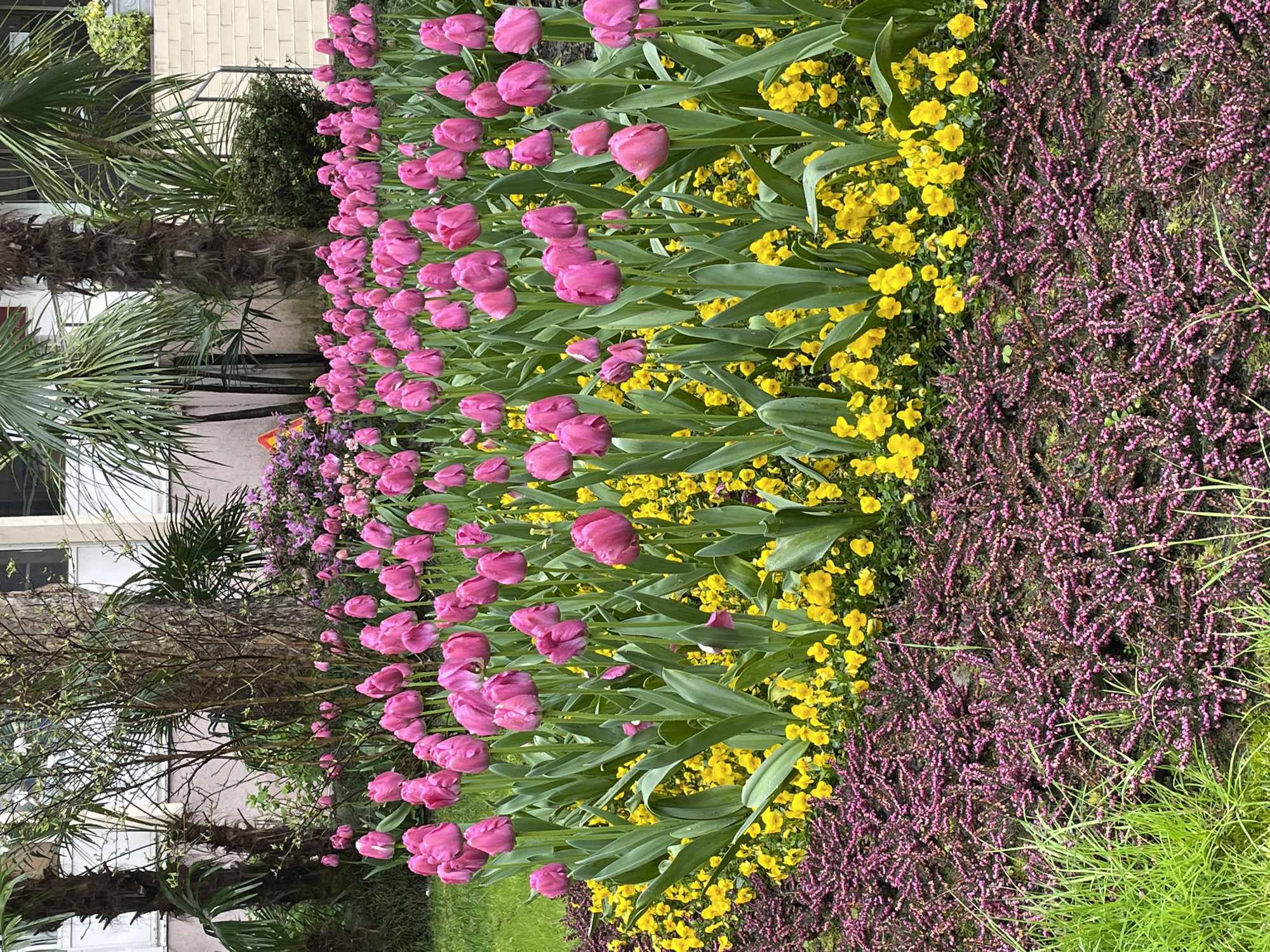 Spring rain showers captured in Sochi's subtropical gardens