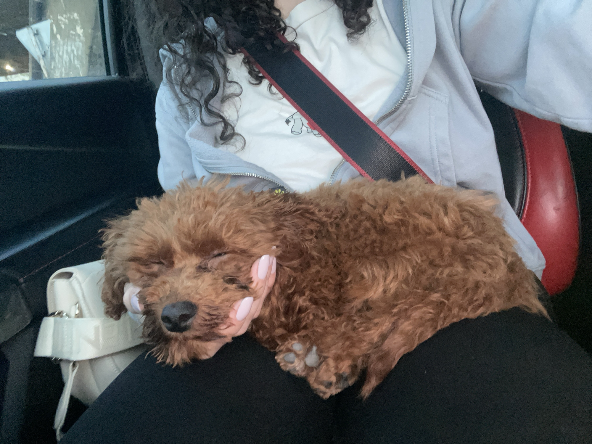 Brown poodle naps on passenger's lap in Sofia vehicle