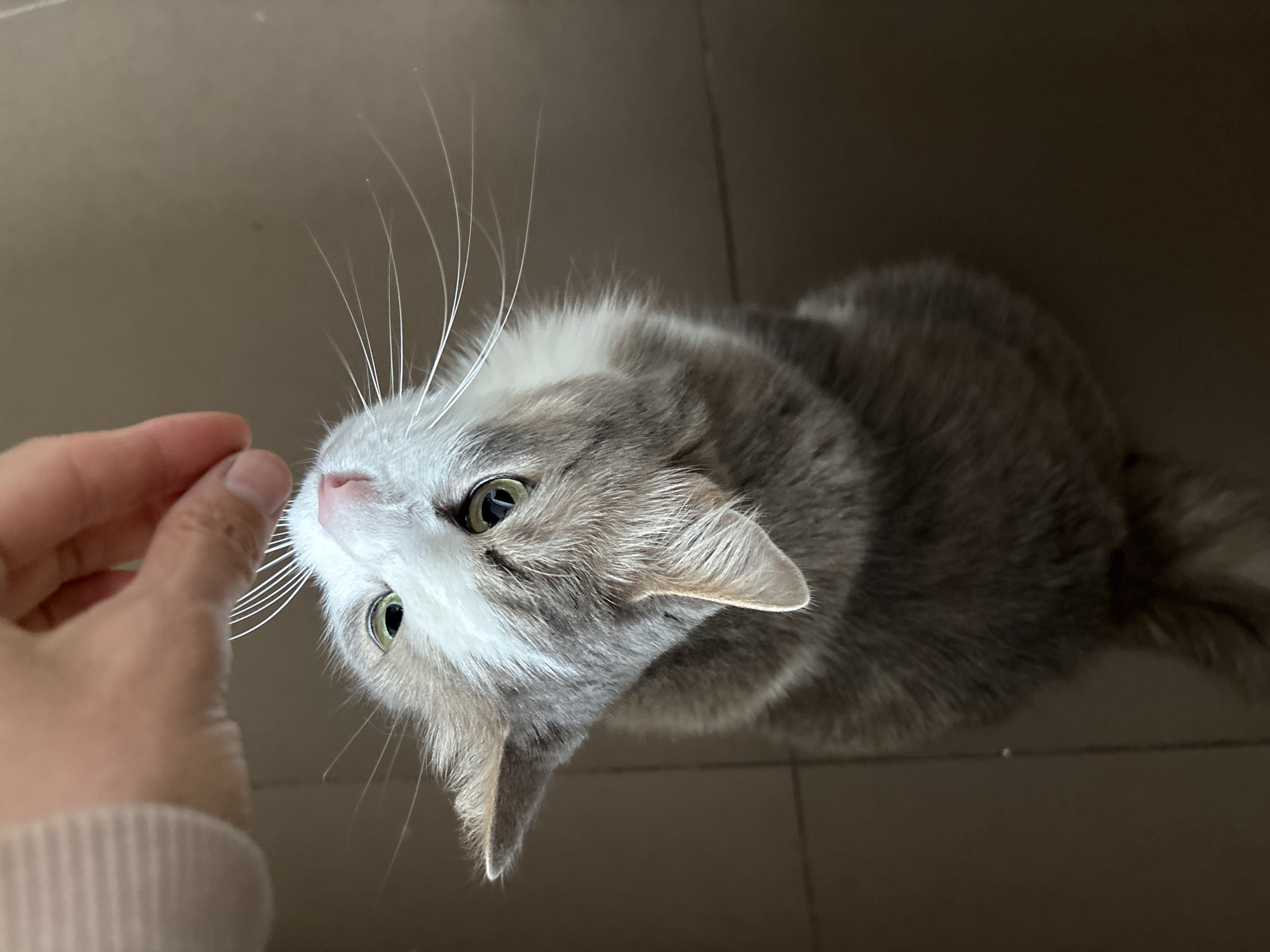 Cat observes mealtime in foggy Ulyanovsk household