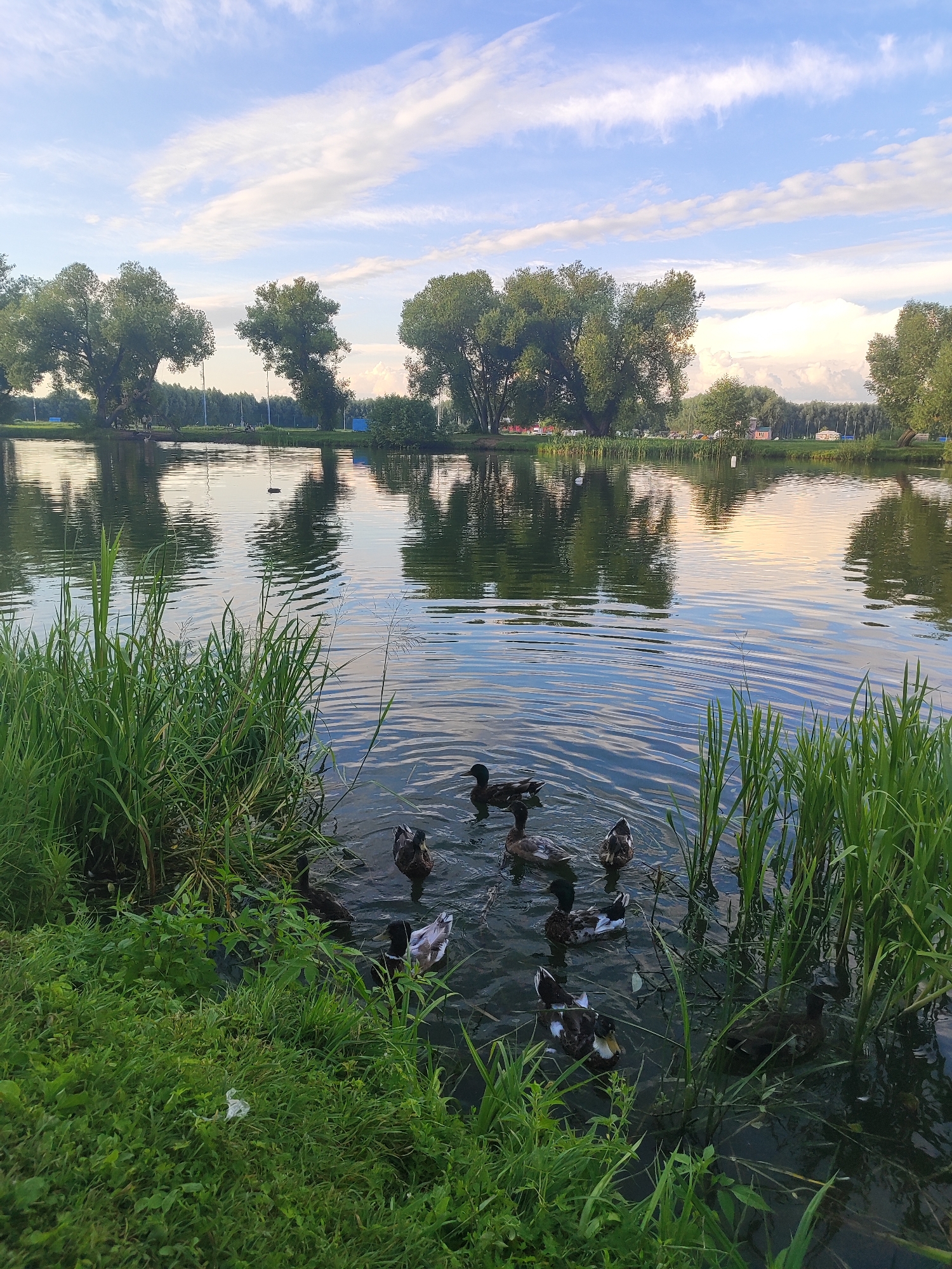 Ducks on the waterfront in Bronnitsy on a clear afternoon