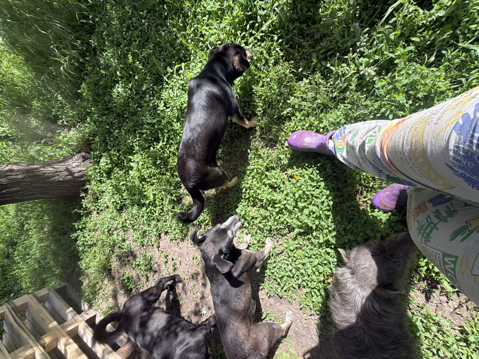 Woman documents leisurely afternoon with cats and dogs in Russia