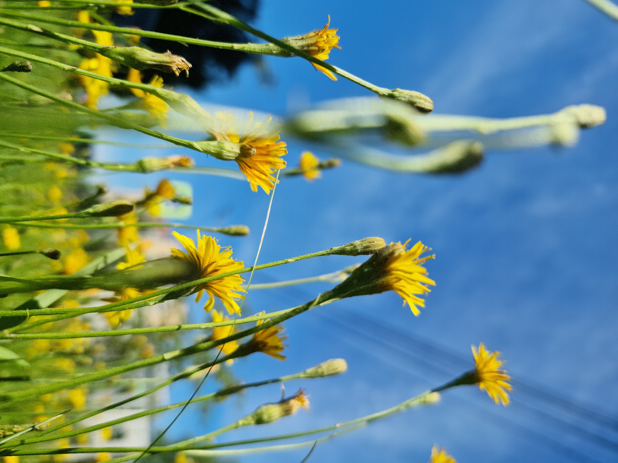 Dandelions in close detail, from field to petal