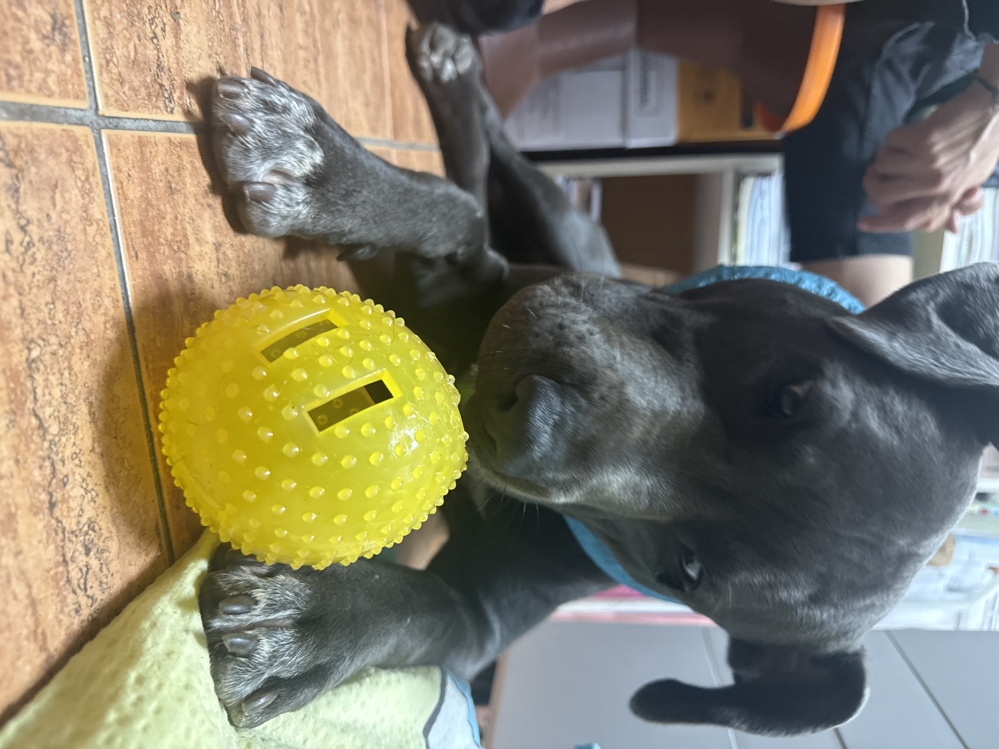 Dog chews bone and plays on tiled floor in Aksakovo