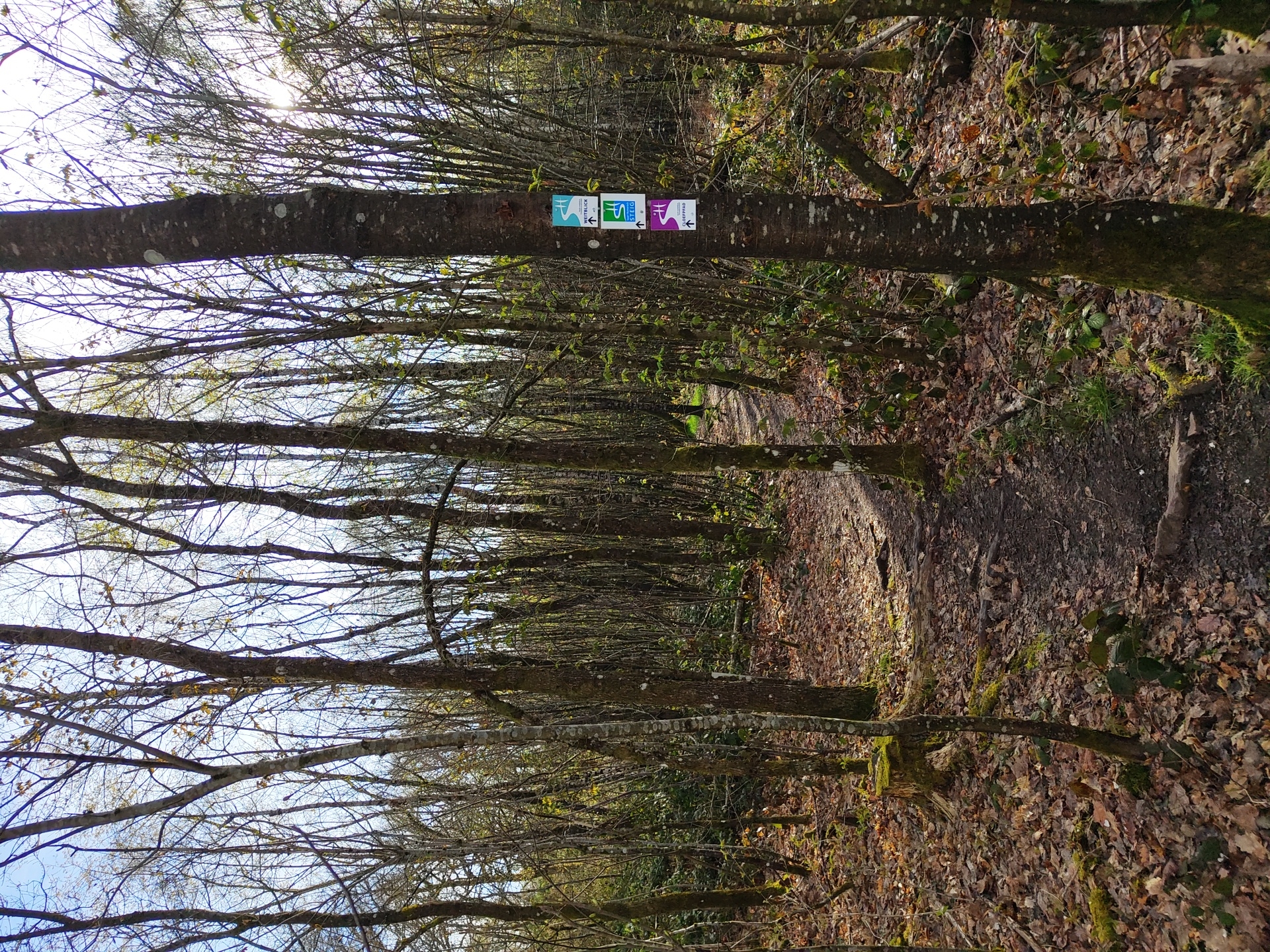 Forest paths documented in Mettlach, Germany