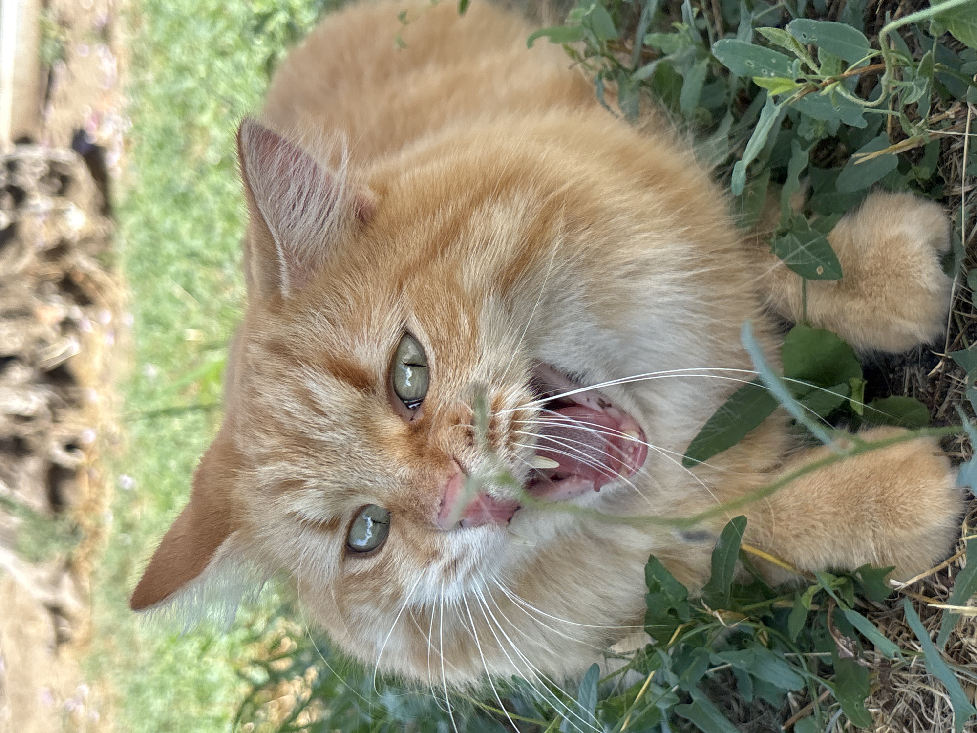 Cats and unripe pears in a Golubitskaya garden