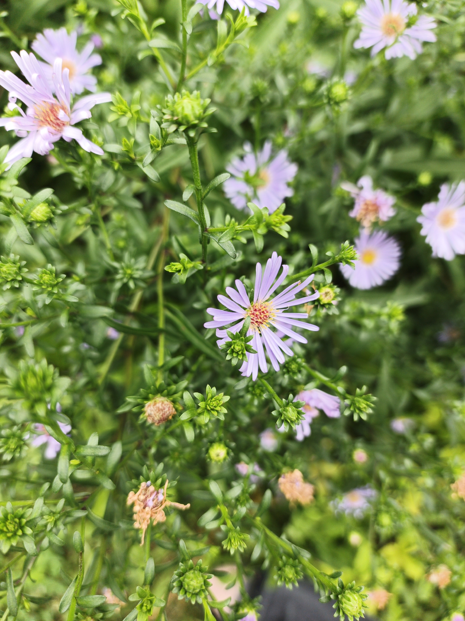 Garden blooms and handmade flowers in Kuyuki, Russia