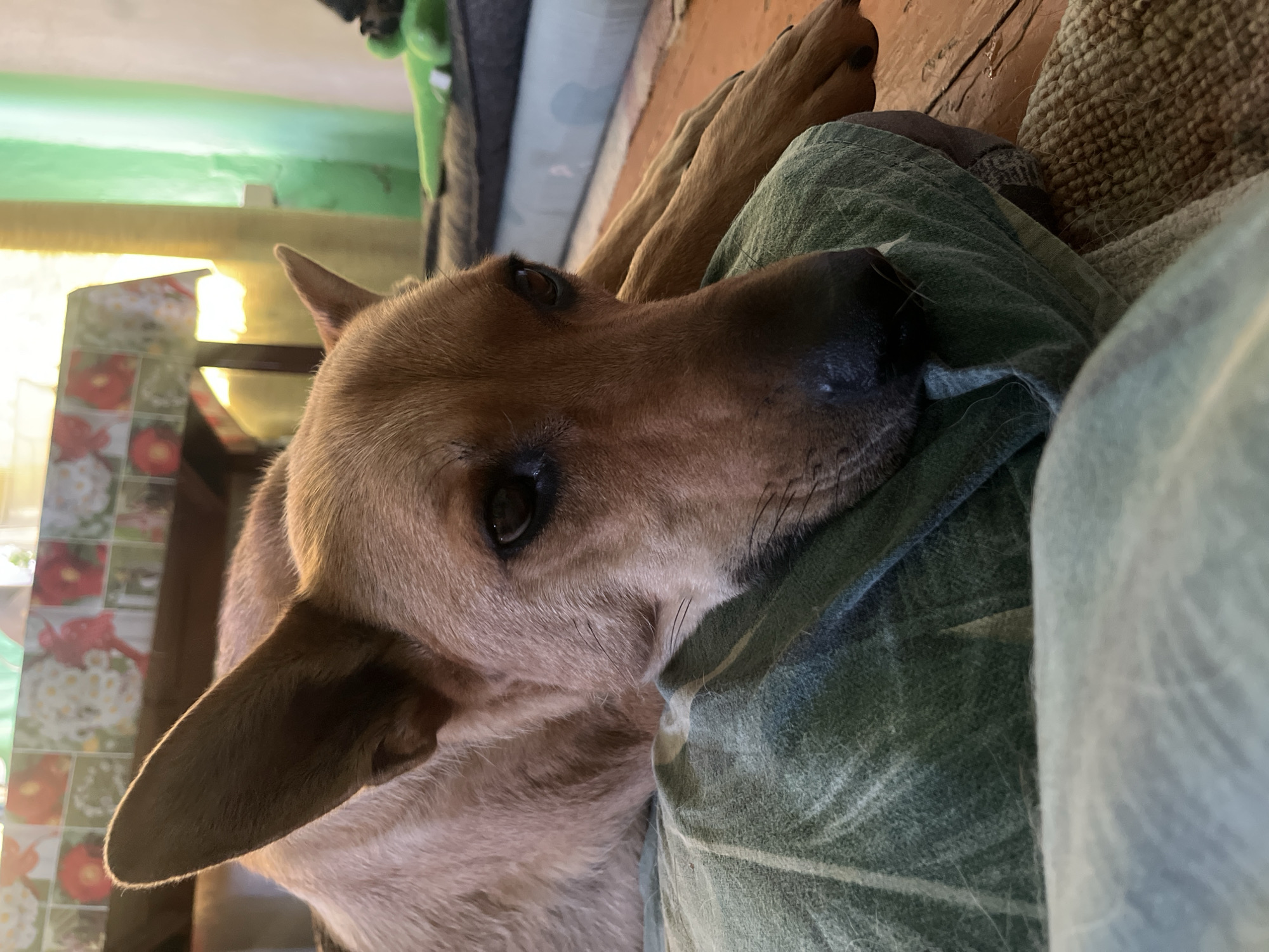 Cats and dogs at home in Nizhny Tagil, Russia