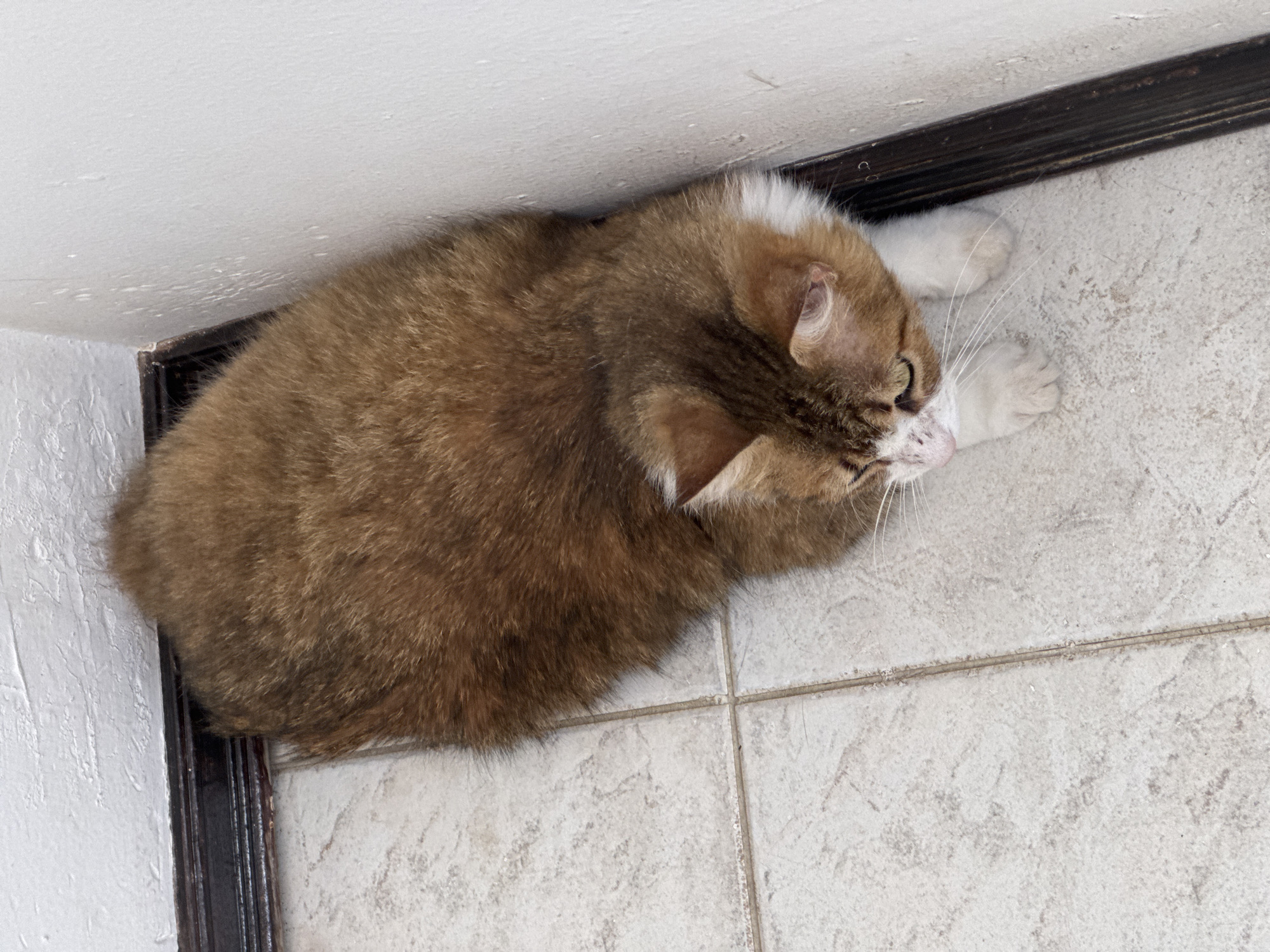 Playful cat documented in various poses in Oaxaca City