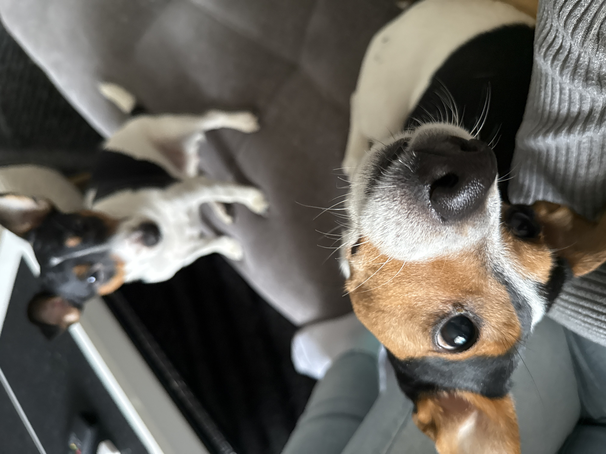 Jack Russell Terriers photographed at home in Sofia