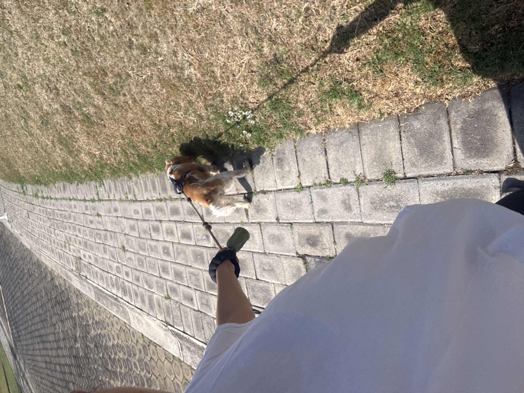 Dog walker spotted with spaniel in San Pedro Cholula