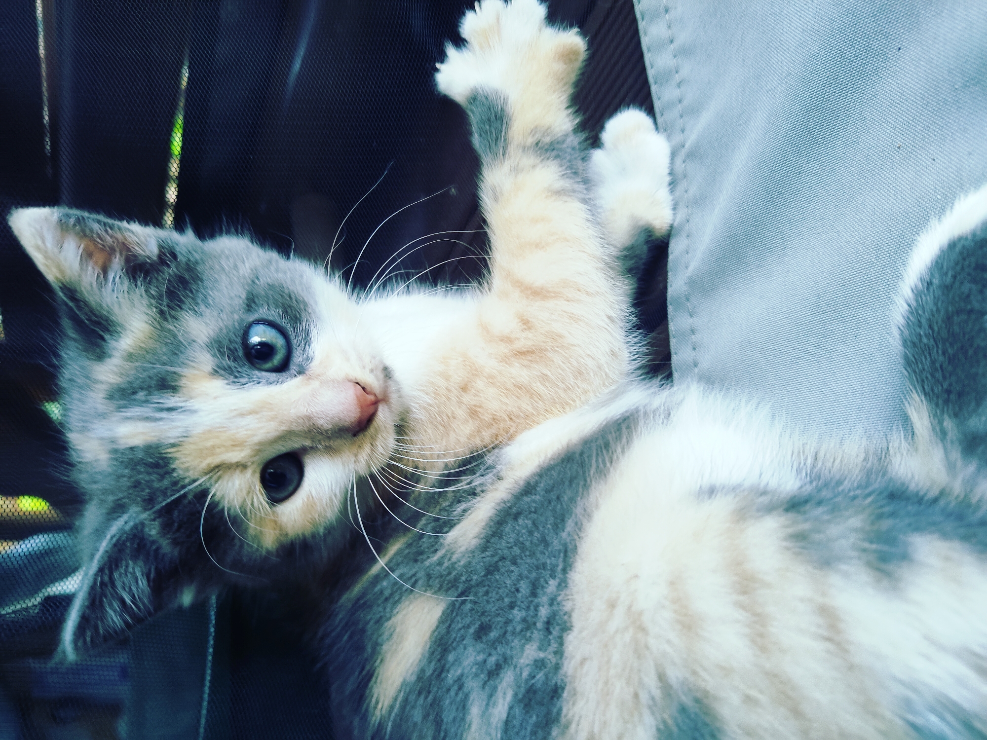 Cats, home details, and a lazy Thursday in Vilnius