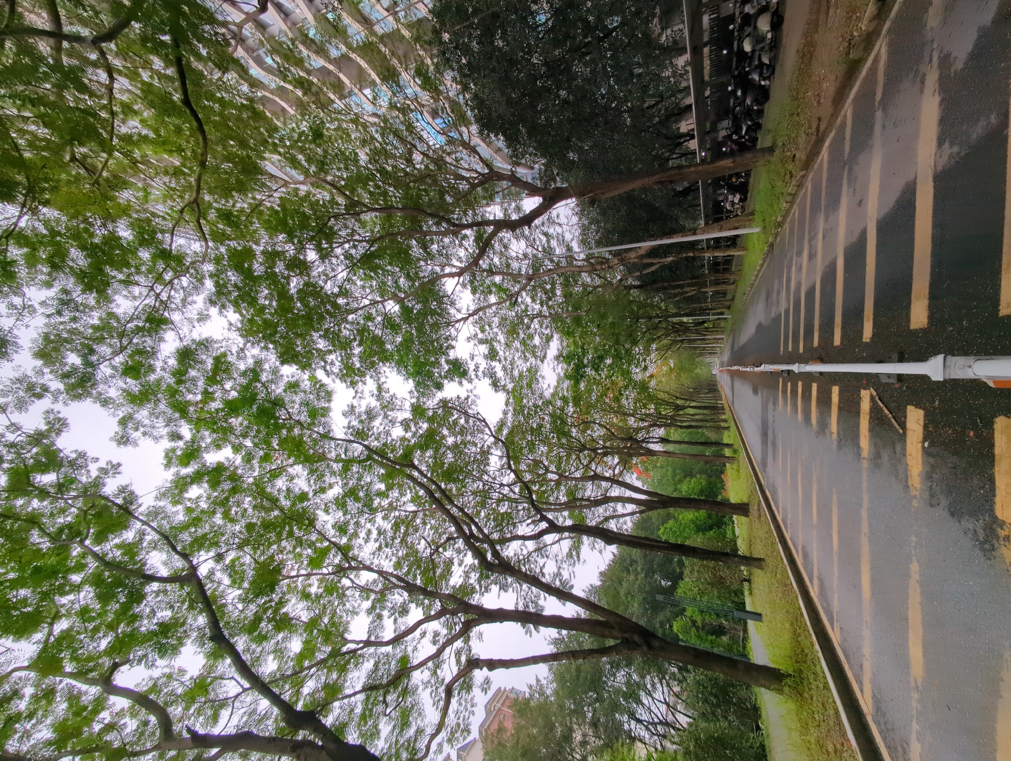 Wet tree-lined road observed in Shunde District after rain