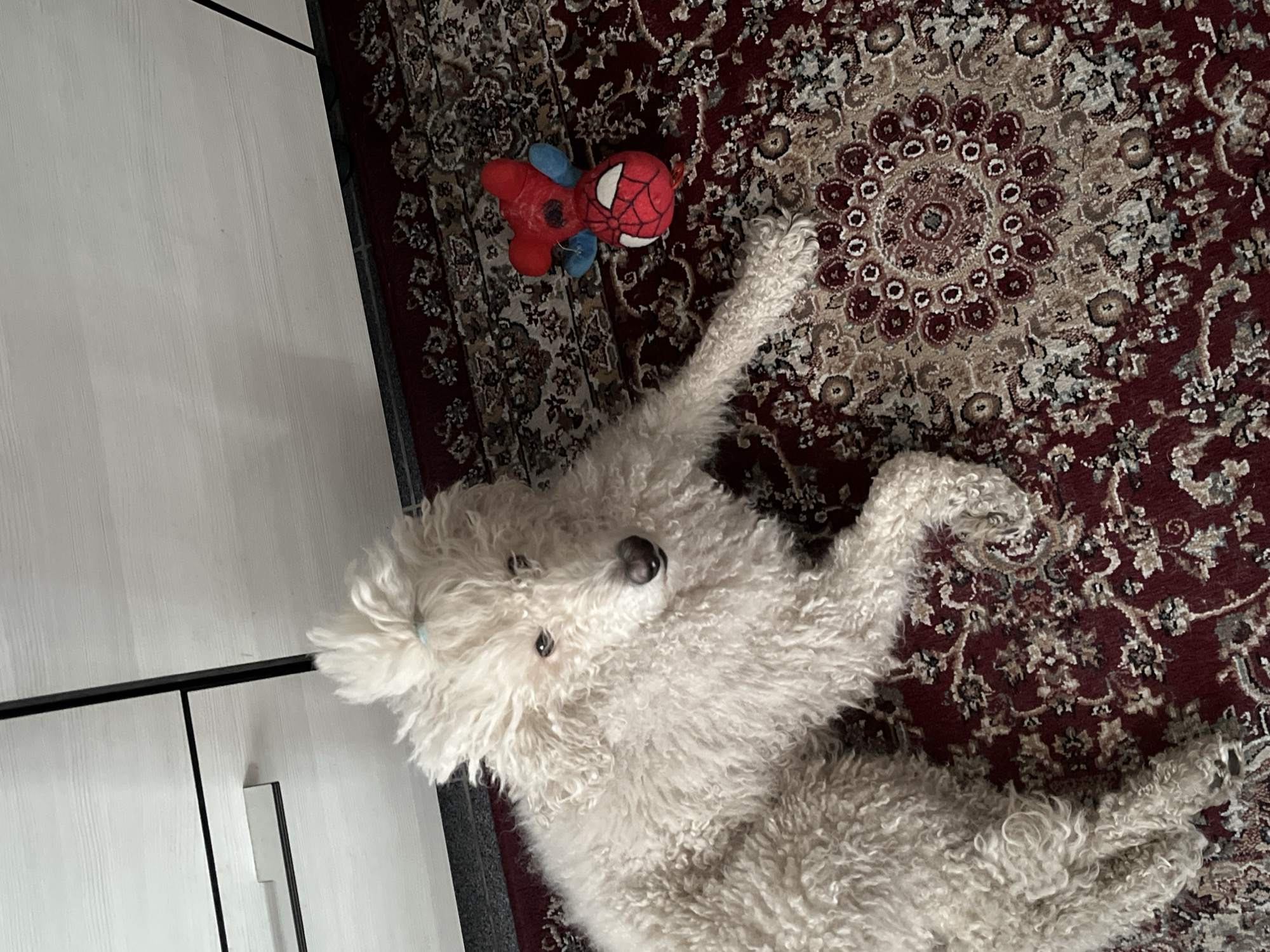 White poodle receives pets on patterned rug near toys
