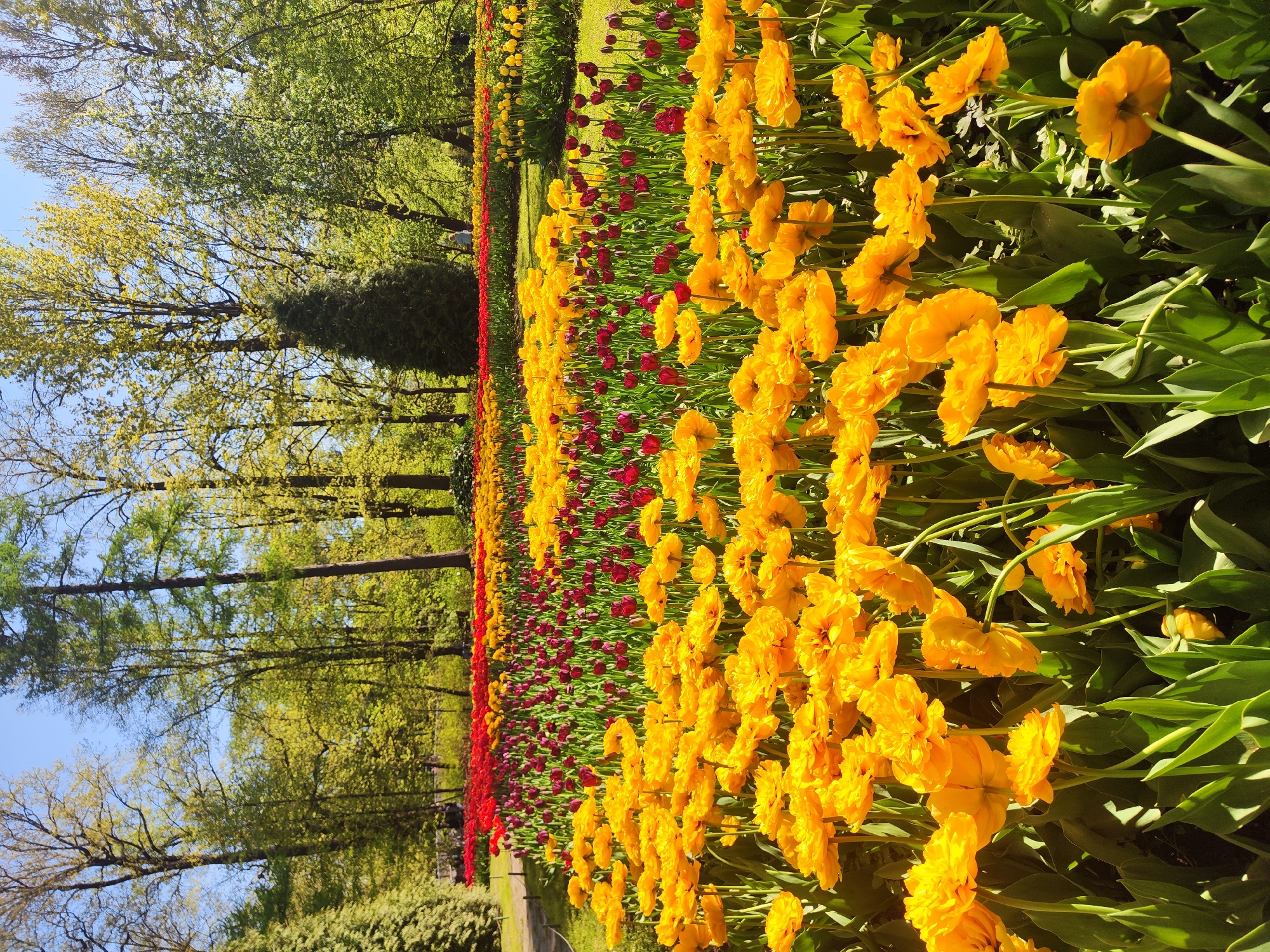 Spring tulips bloom in Saint Petersburg park flowerbed