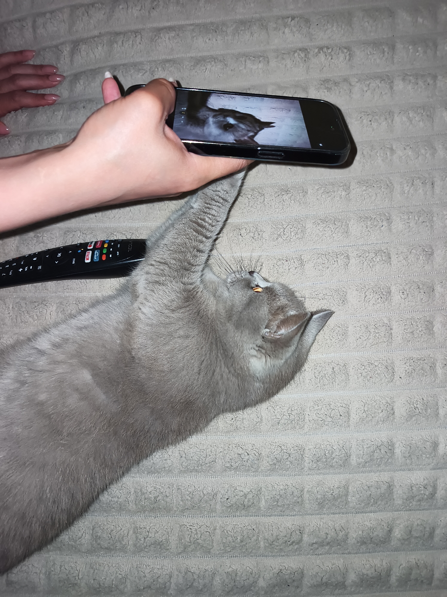 Grey British Shorthair doing absolutely nothing productively in Ternopil