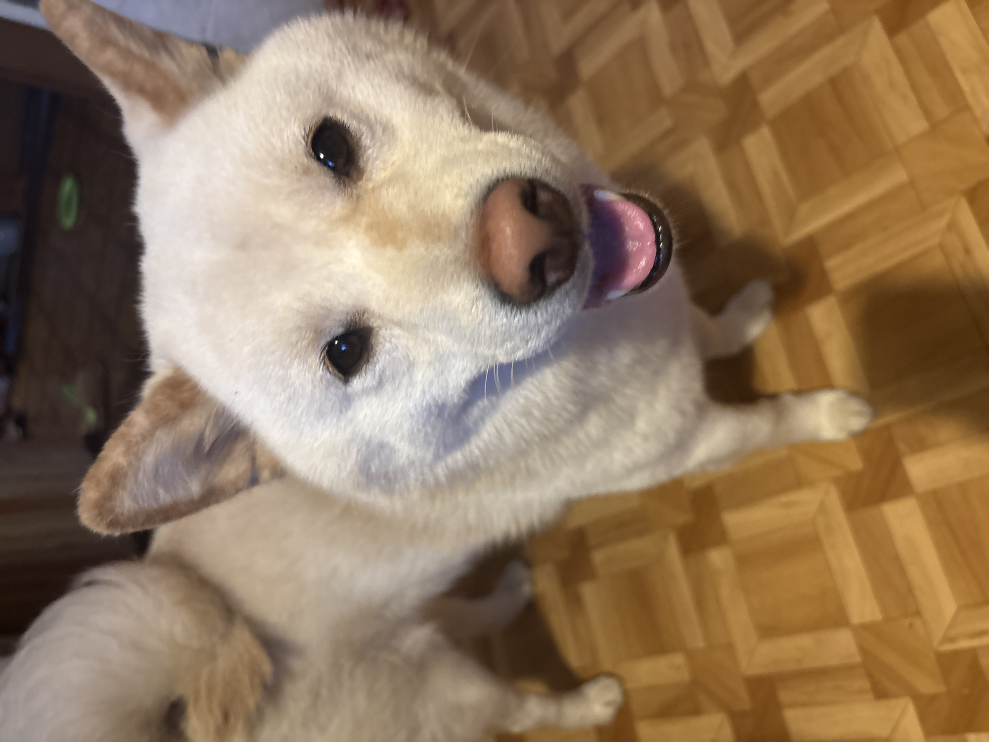 Shiba Inu dog spotted in Kazan, Russia