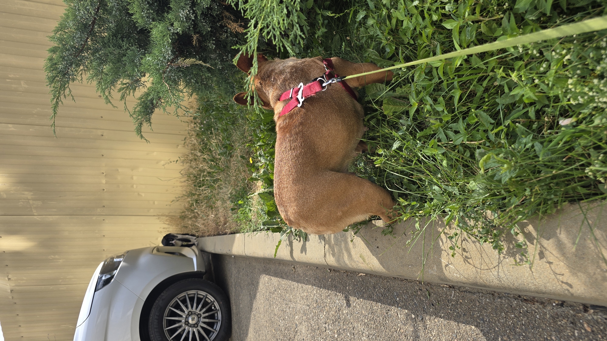 French bulldog's Krasnodar afternoon: walk, cat encounter, nap