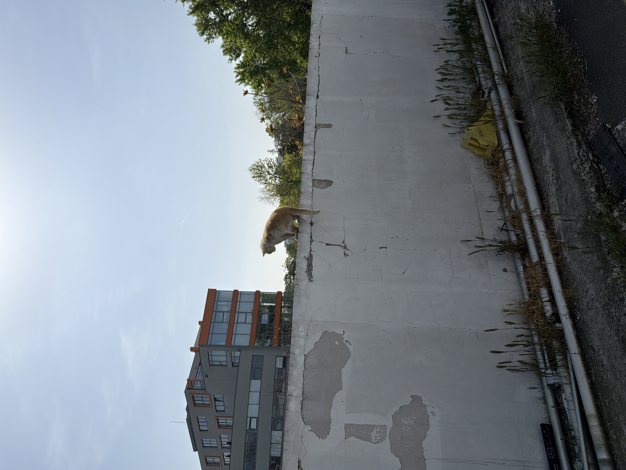 Orange cat spotted on urban walls, car dismantled nearby