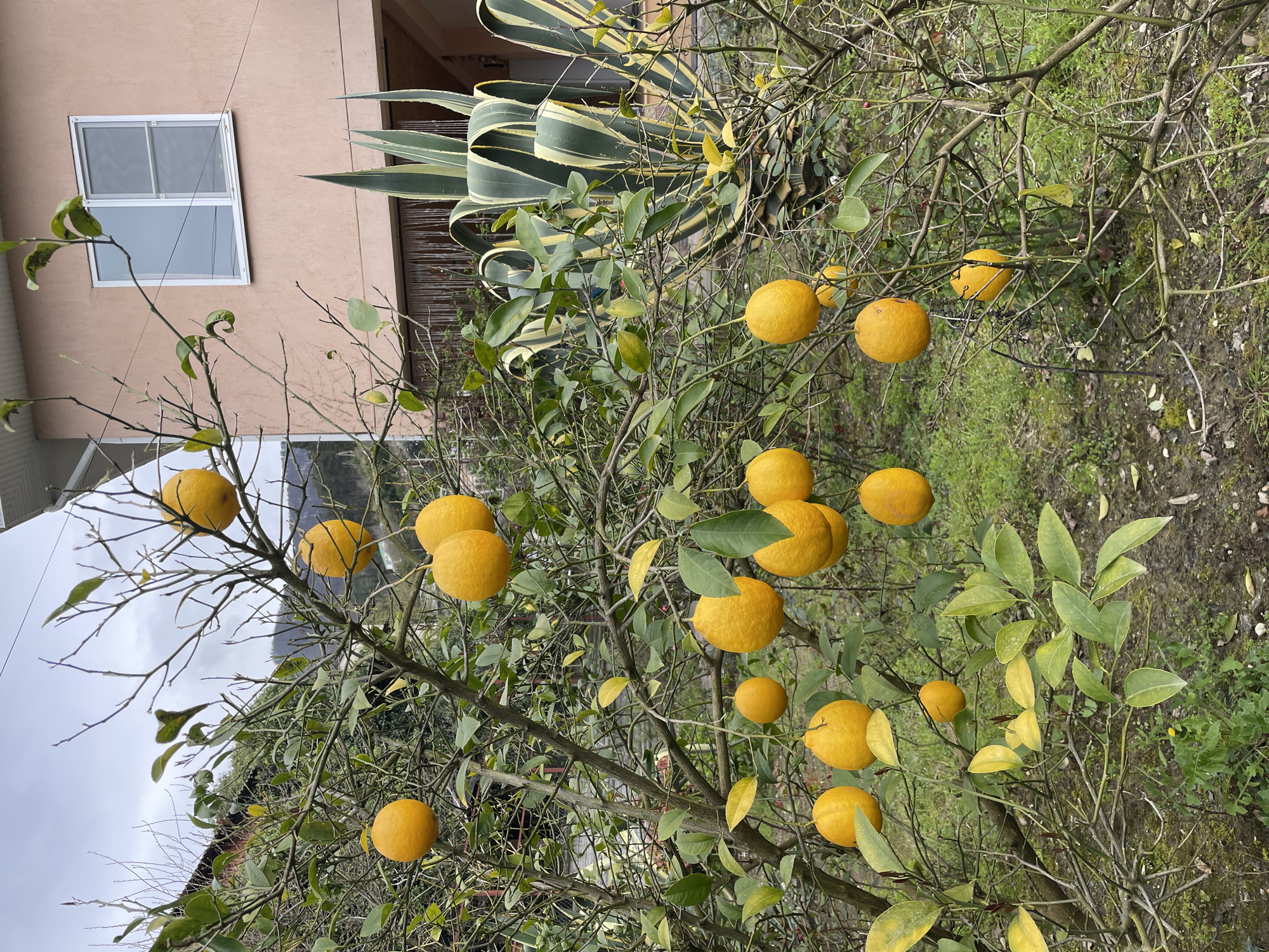 Morning scenes documented in Gagra: trains, citrus trees, weathered paths