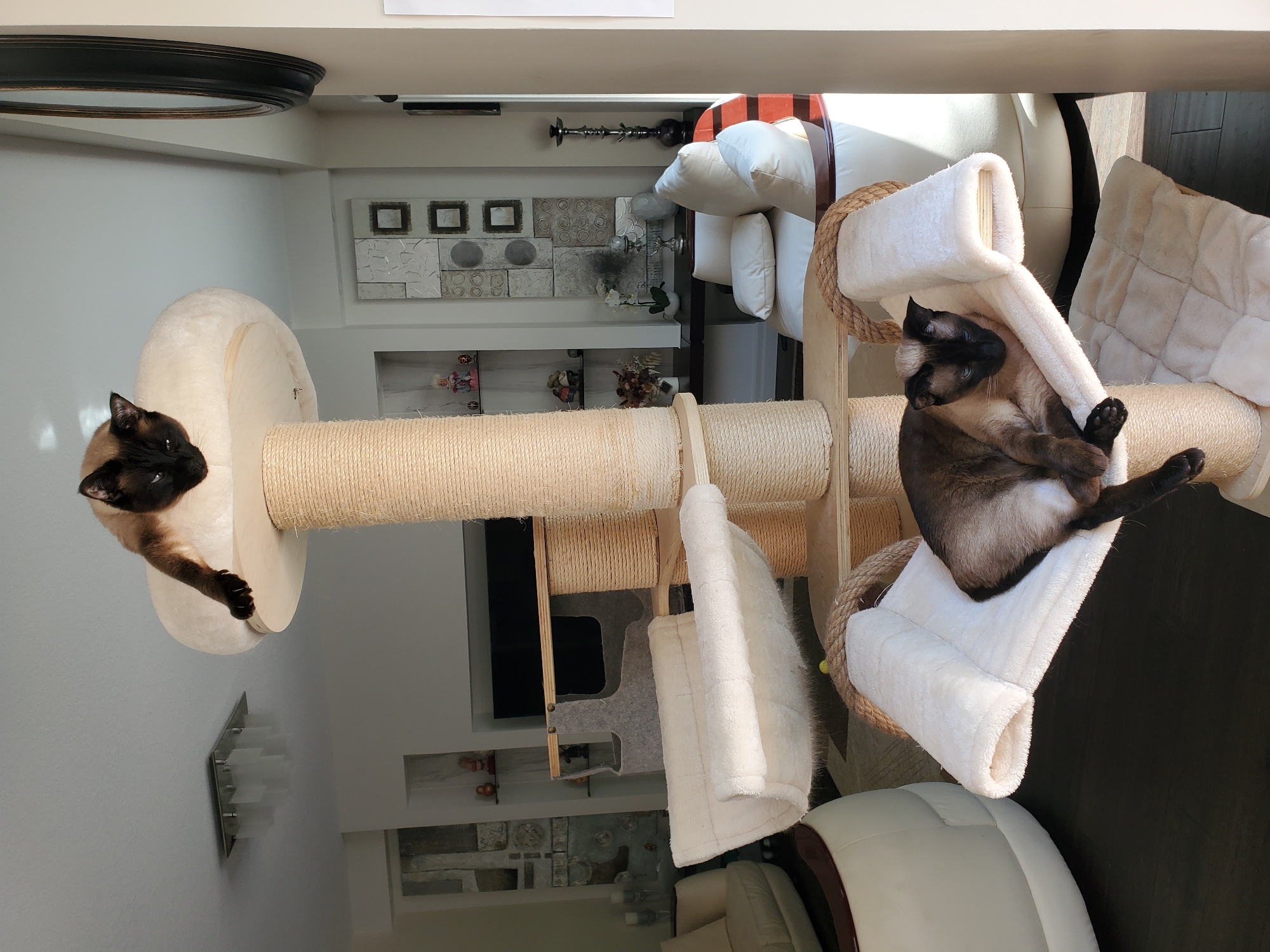 Siamese cats at home in a modern Kitchener living room