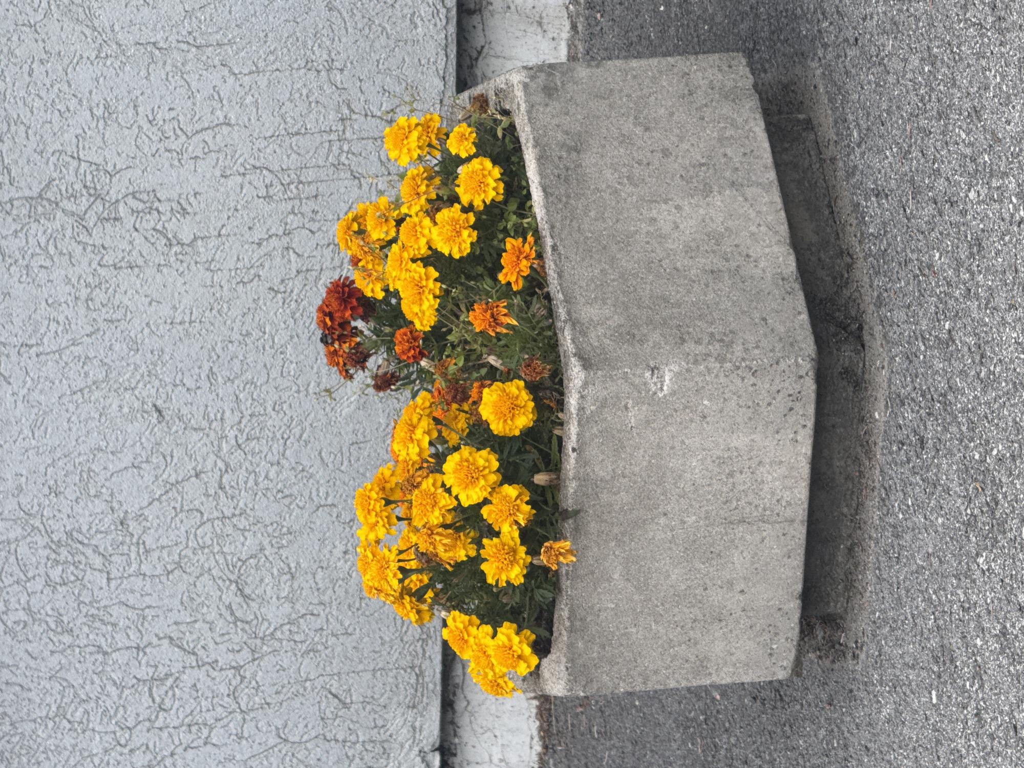Afternoon stroll: flowers, apples, roses, and a gray sky