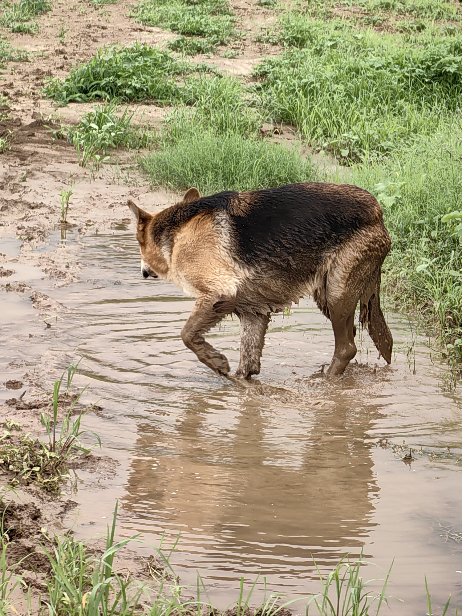 Waghola, India