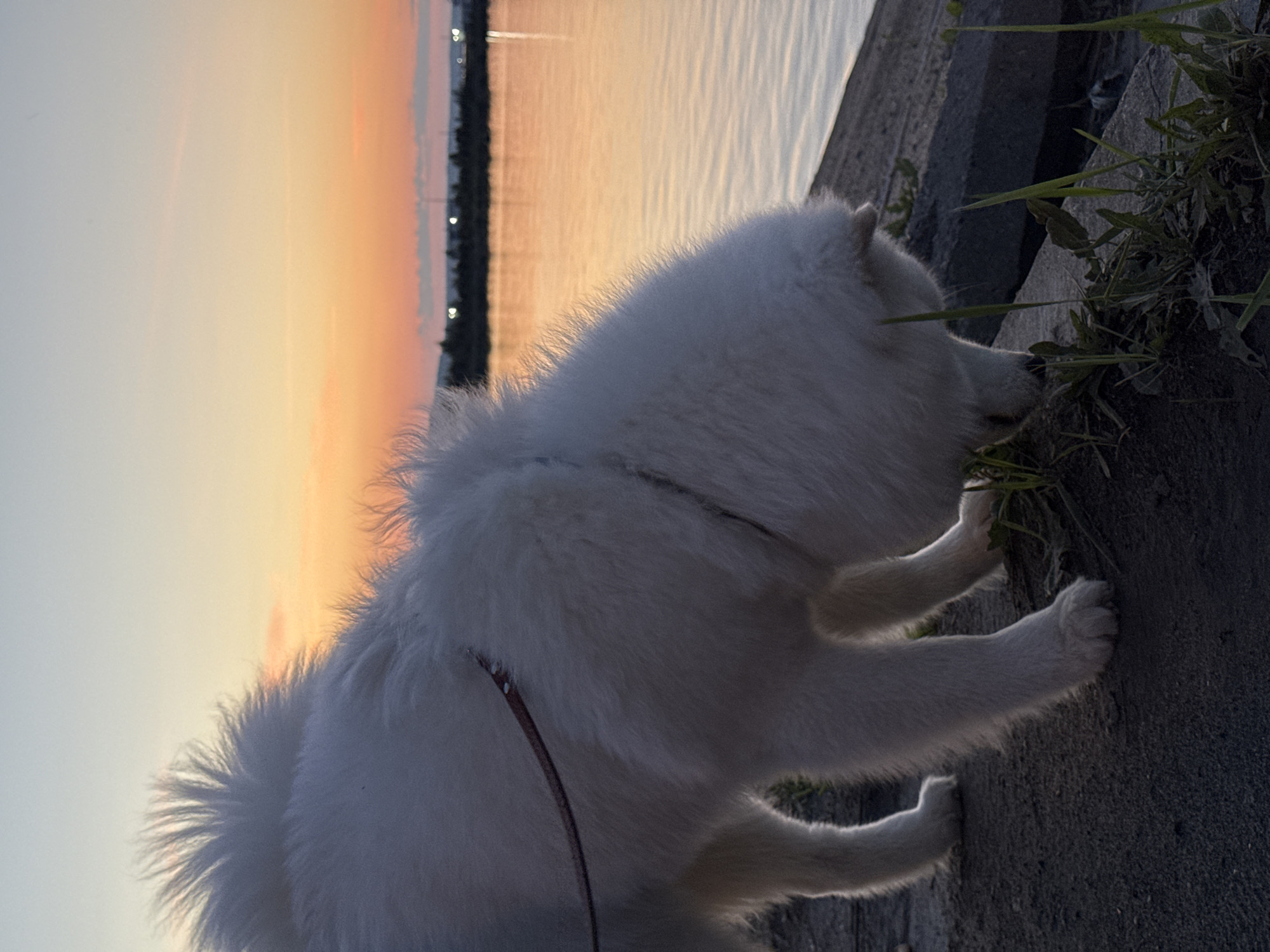 Samoyed on the embankment, harbor at dusk in Chaikovsky