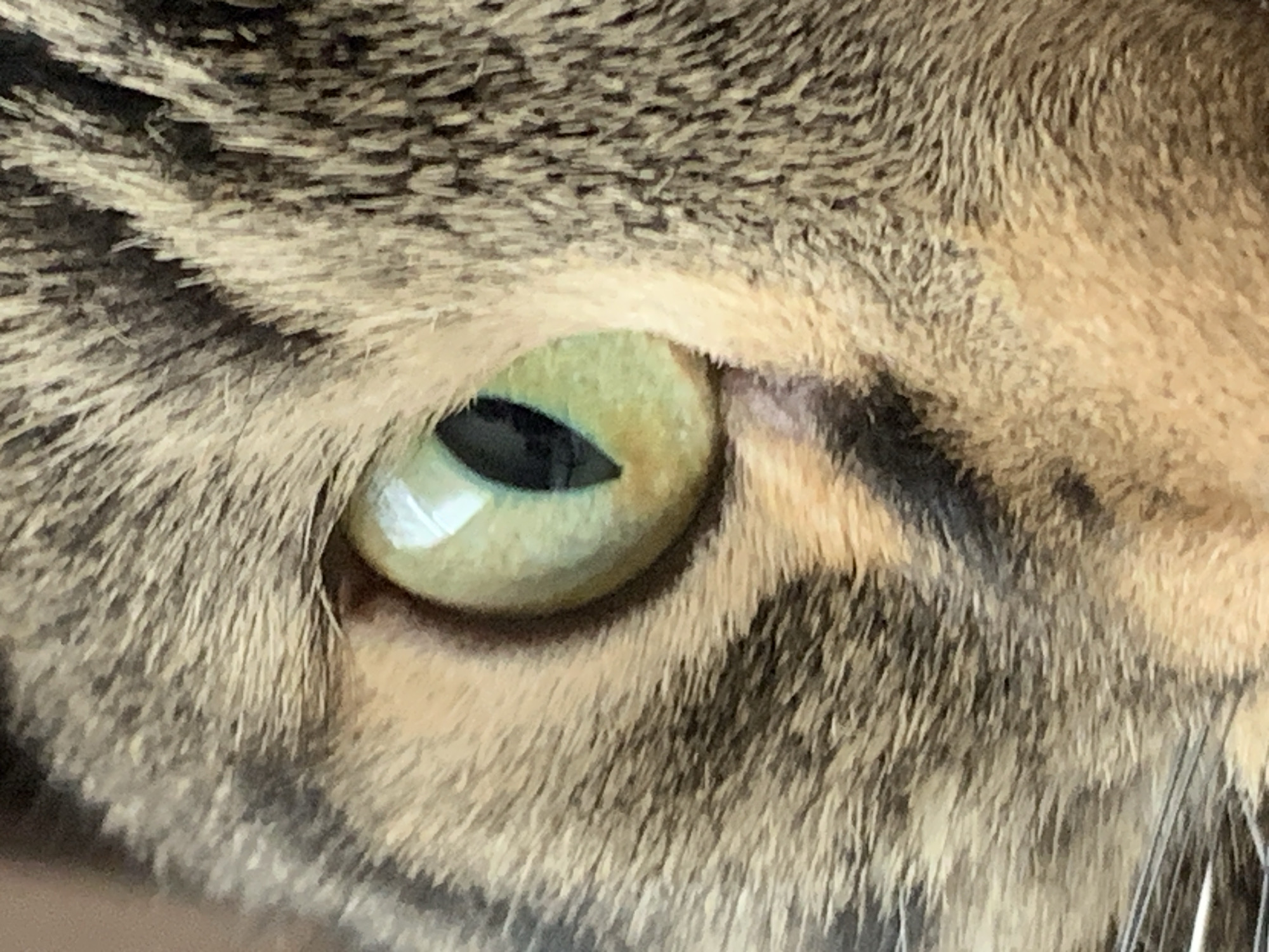 Tabby cat photographed in domestic setting during morning hours
