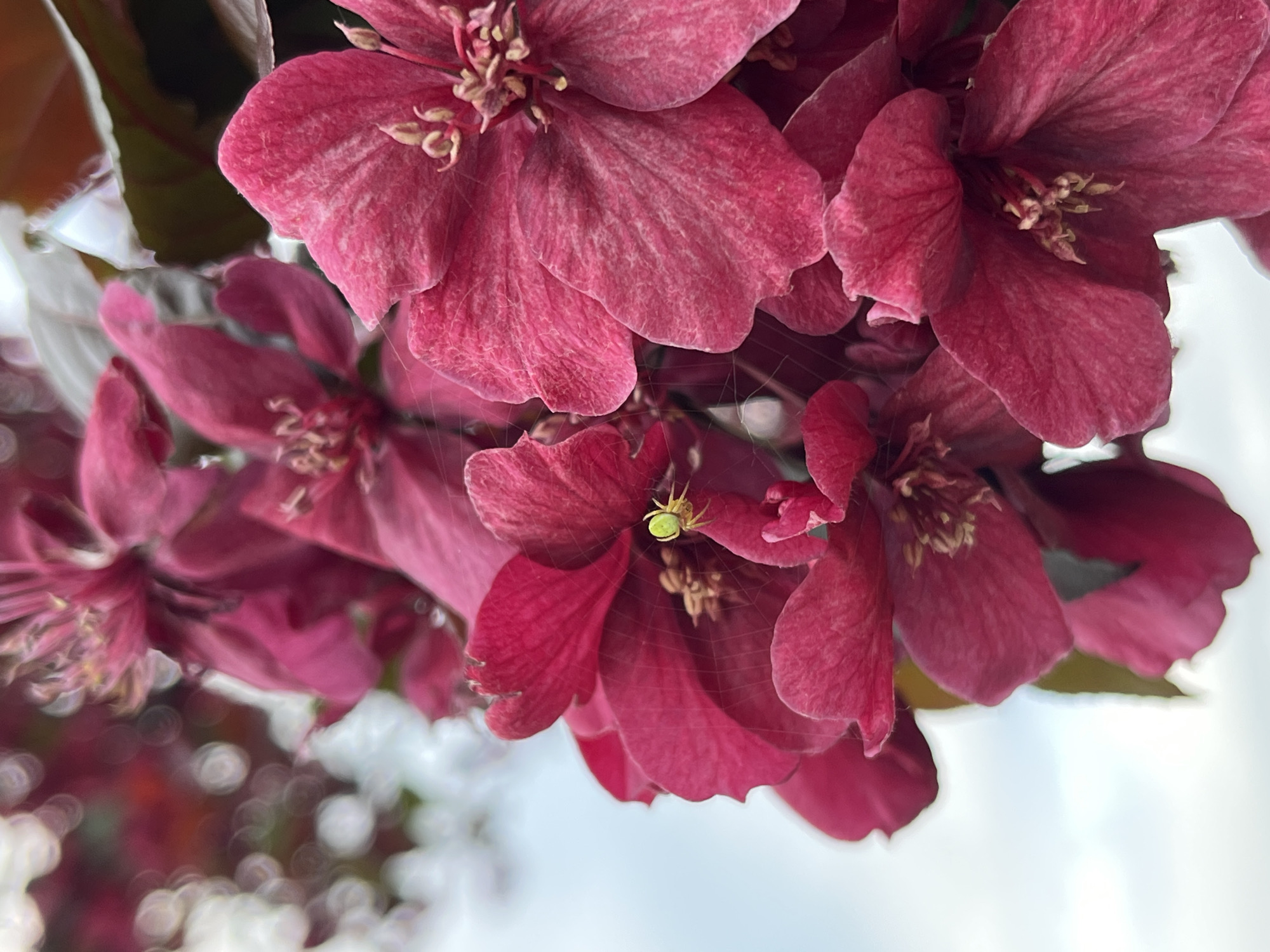 Spring blooms documented with green spider in Minsk