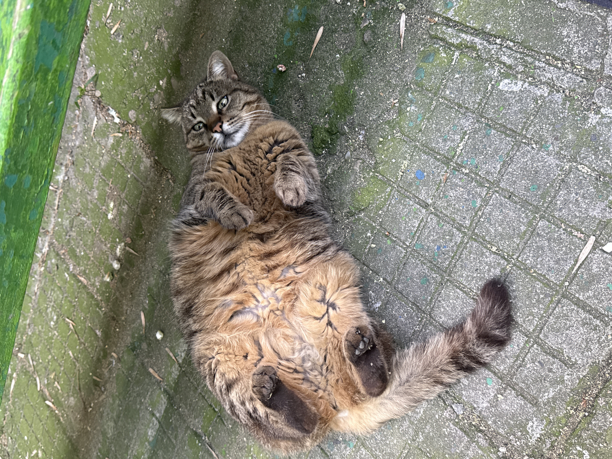 Tabby cat rests on mossy pavement in Plovdiv