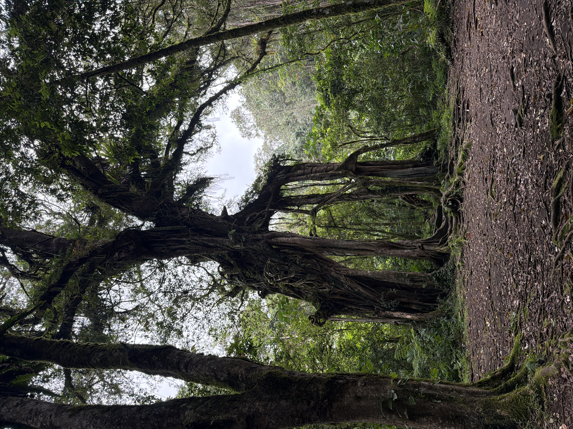 Ancient forest with colossal trees documented in Baturiti, Indonesia