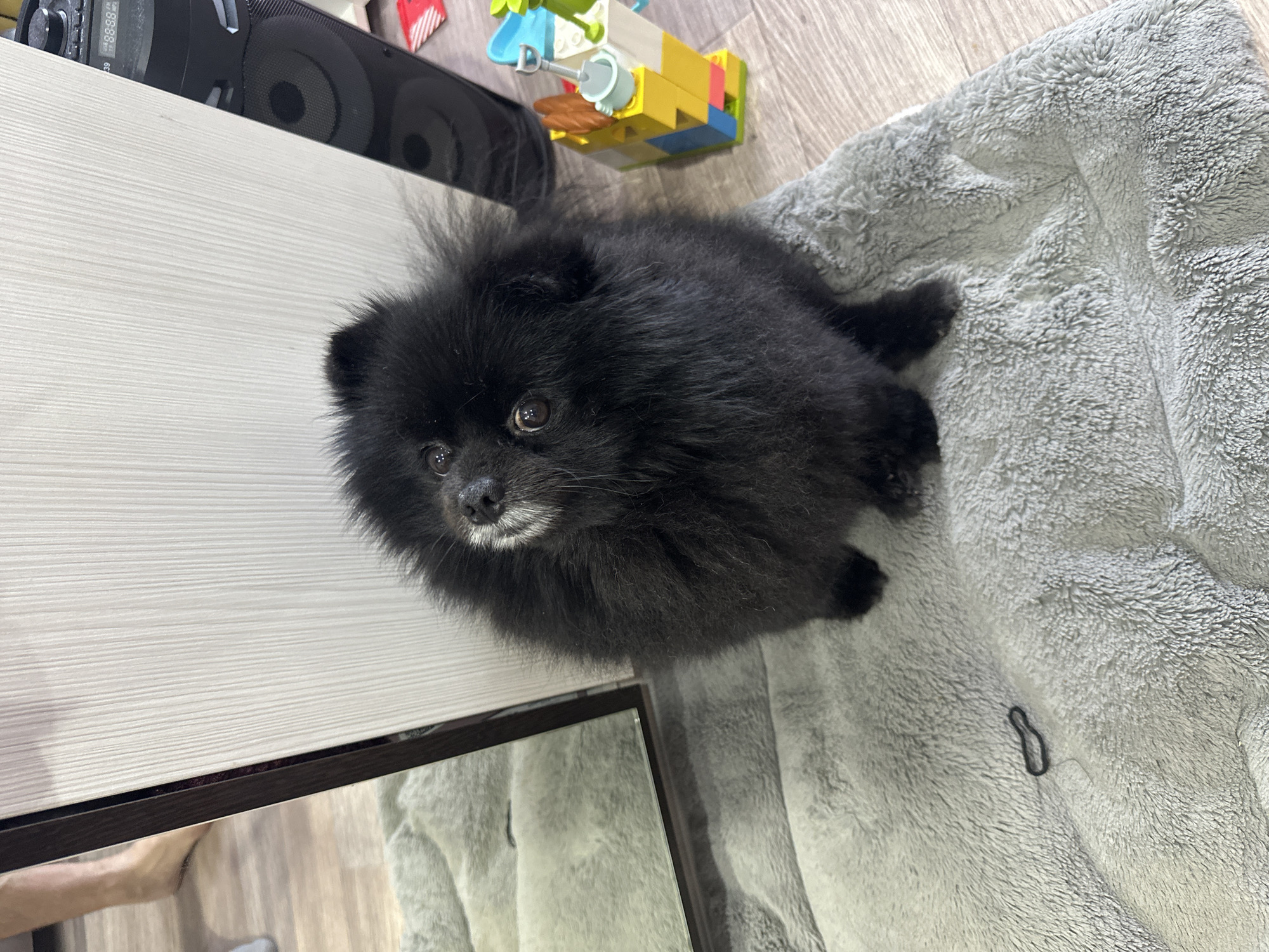 Black Pomeranian tilts head on a fuzzy blanket indoors