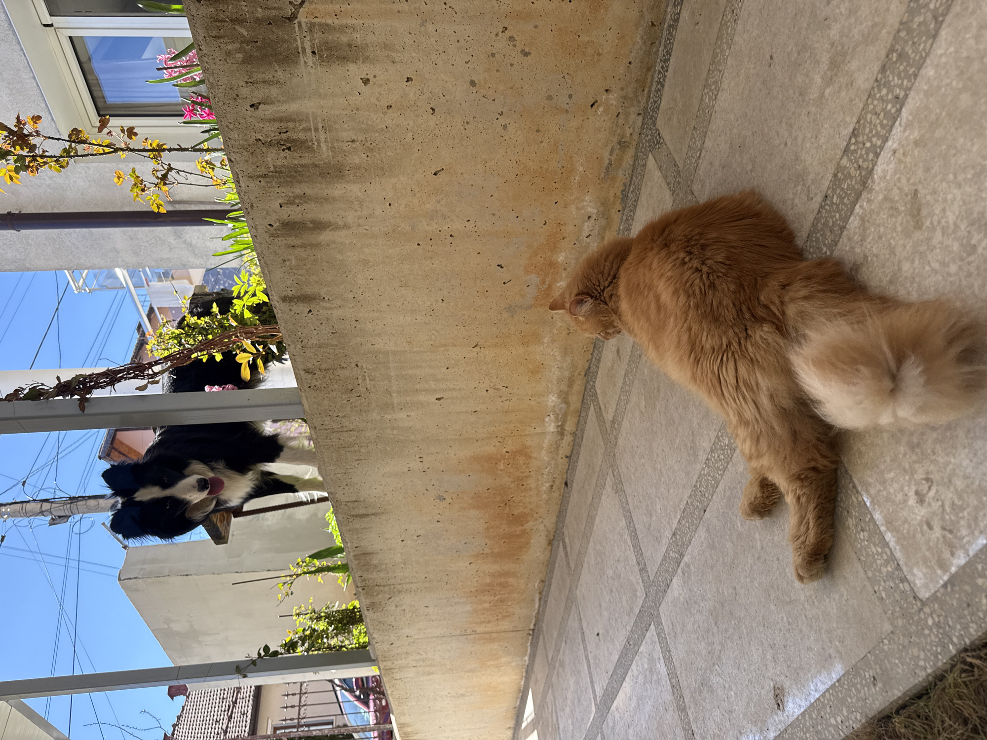 Cats and dog spotted around residential Berkovitsa neighborhood