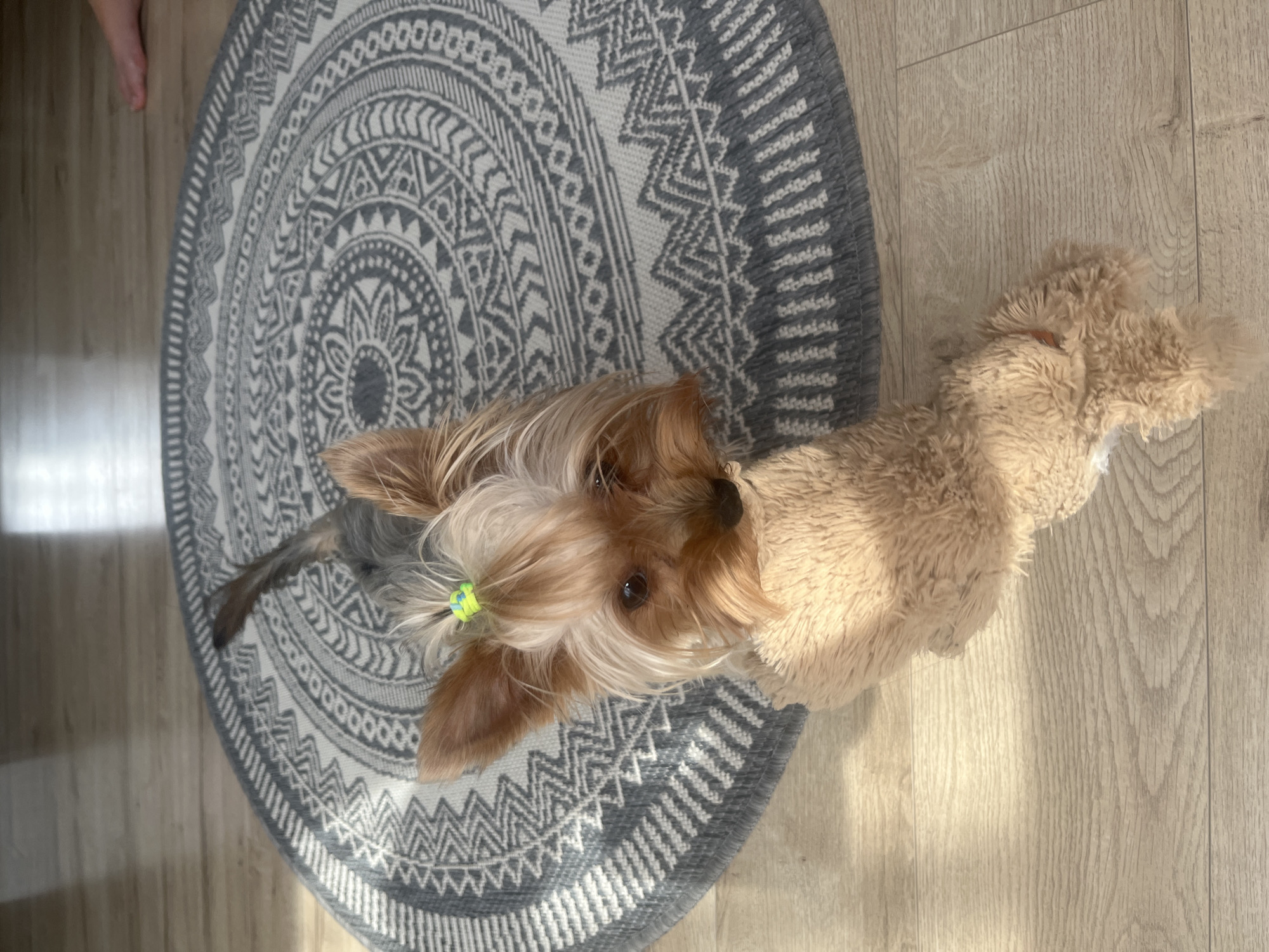 Yorkshire Terrier plays and naps at home in Moldova