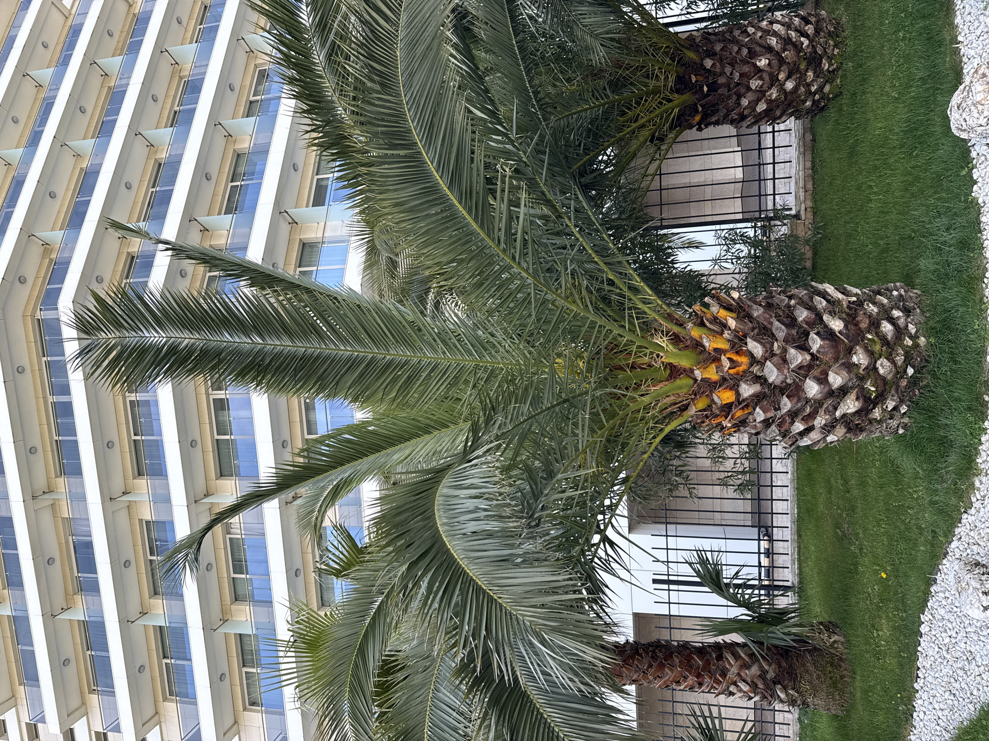 Spring morning scenes documented around modern Sirius development