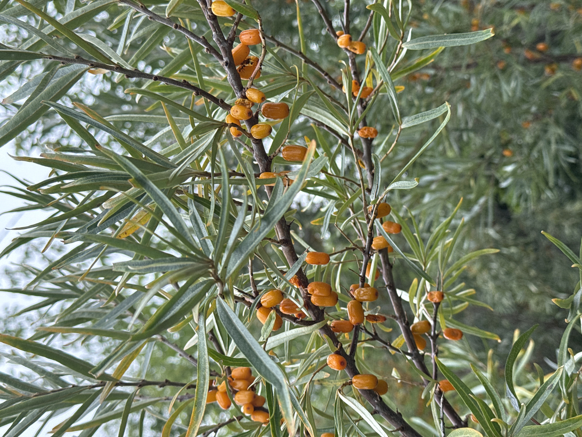 Sea buckthorn berry picking trip with group portraits