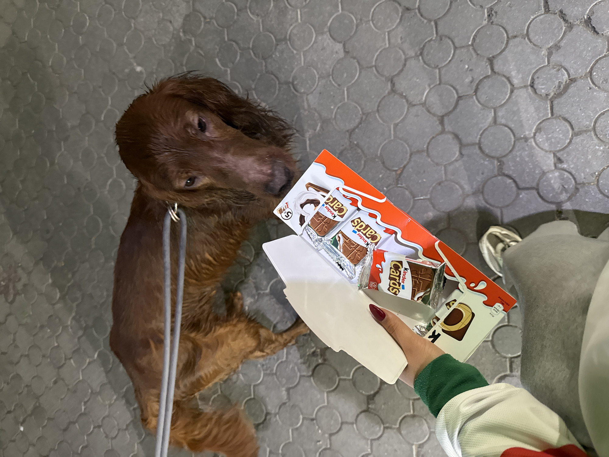 Dogs spotted on Yerevan pavement, one eyeing chocolate treats