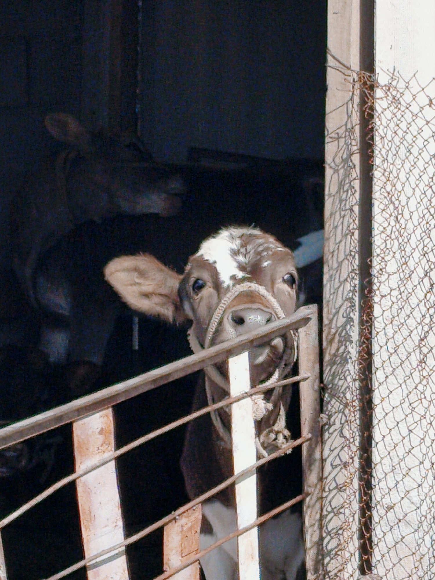 Mixed snapshots: farmland, a calf, a drill, and text cards