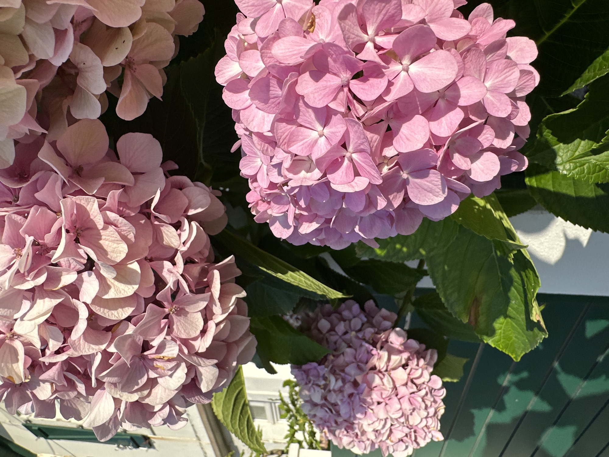Pink hydrangeas in full bloom, bathed in warm sunlight