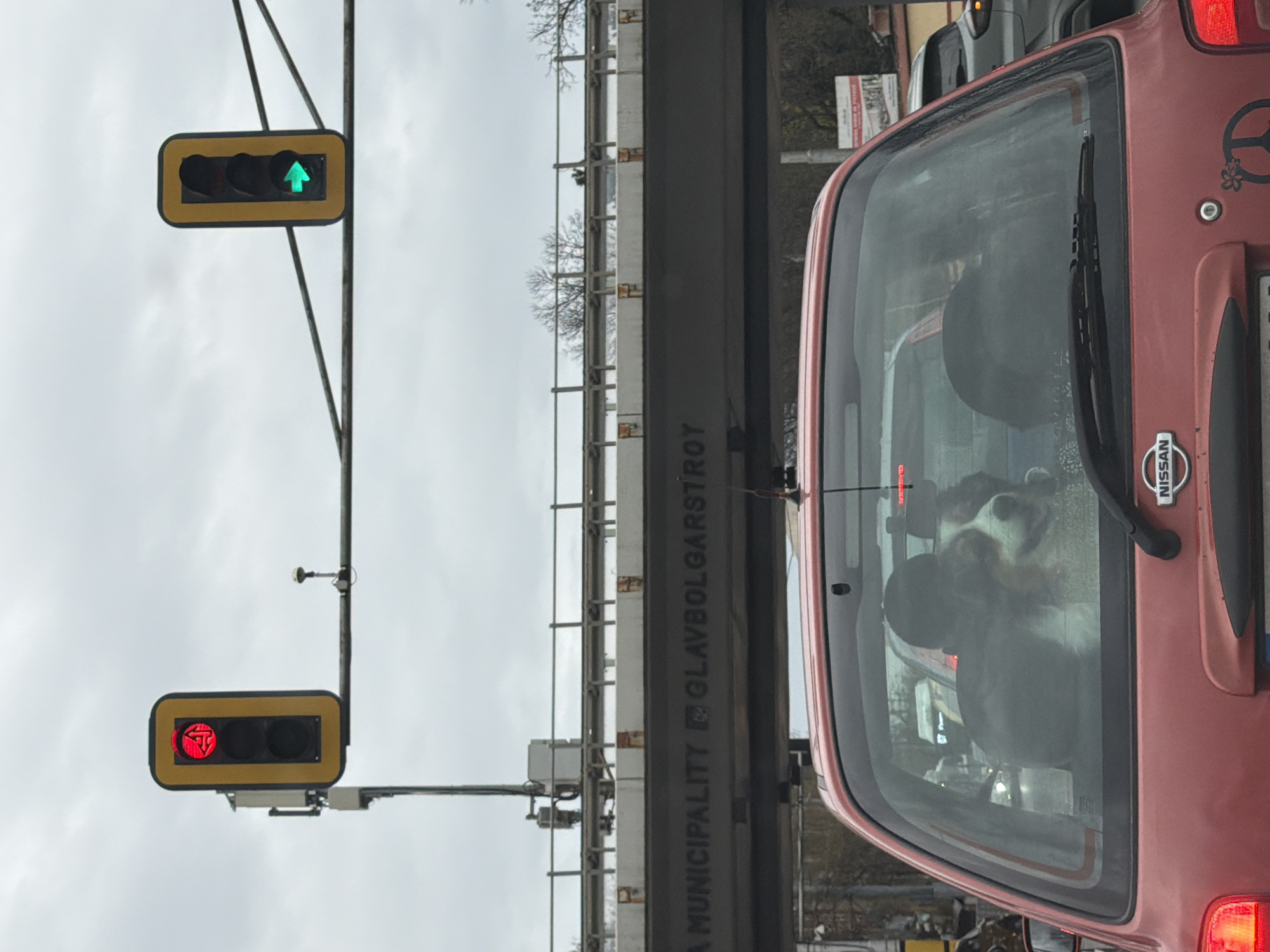 Dog spotted in car at Sofia traffic light