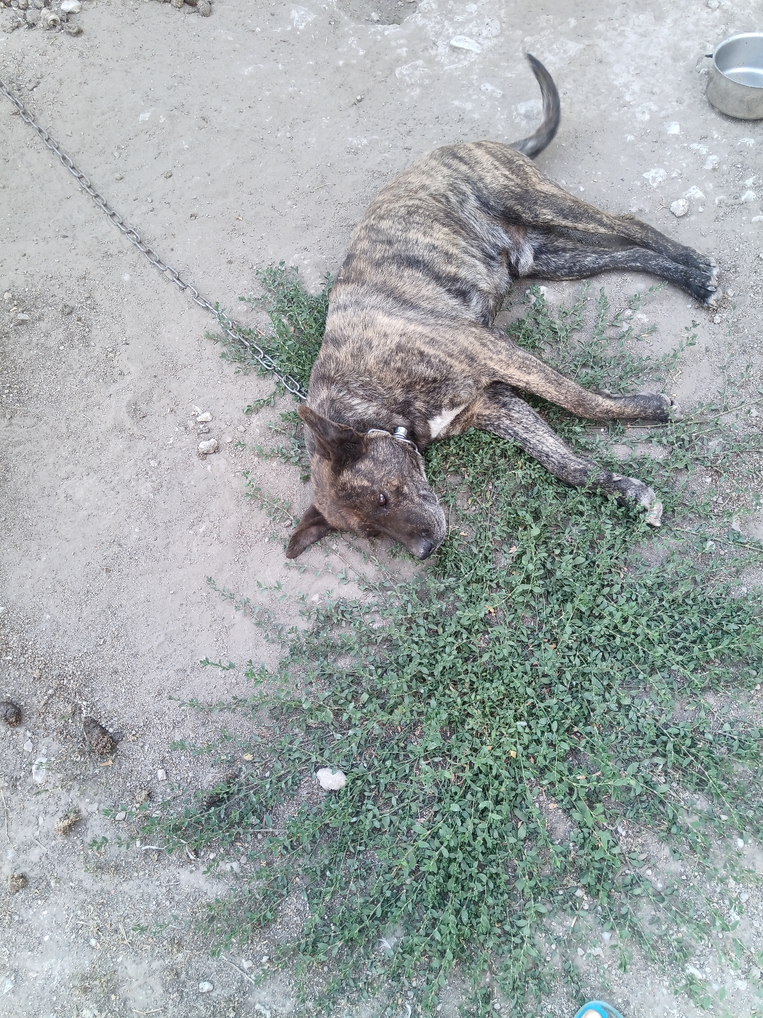 Animals and apricots: a quiet summer day in Olenivka