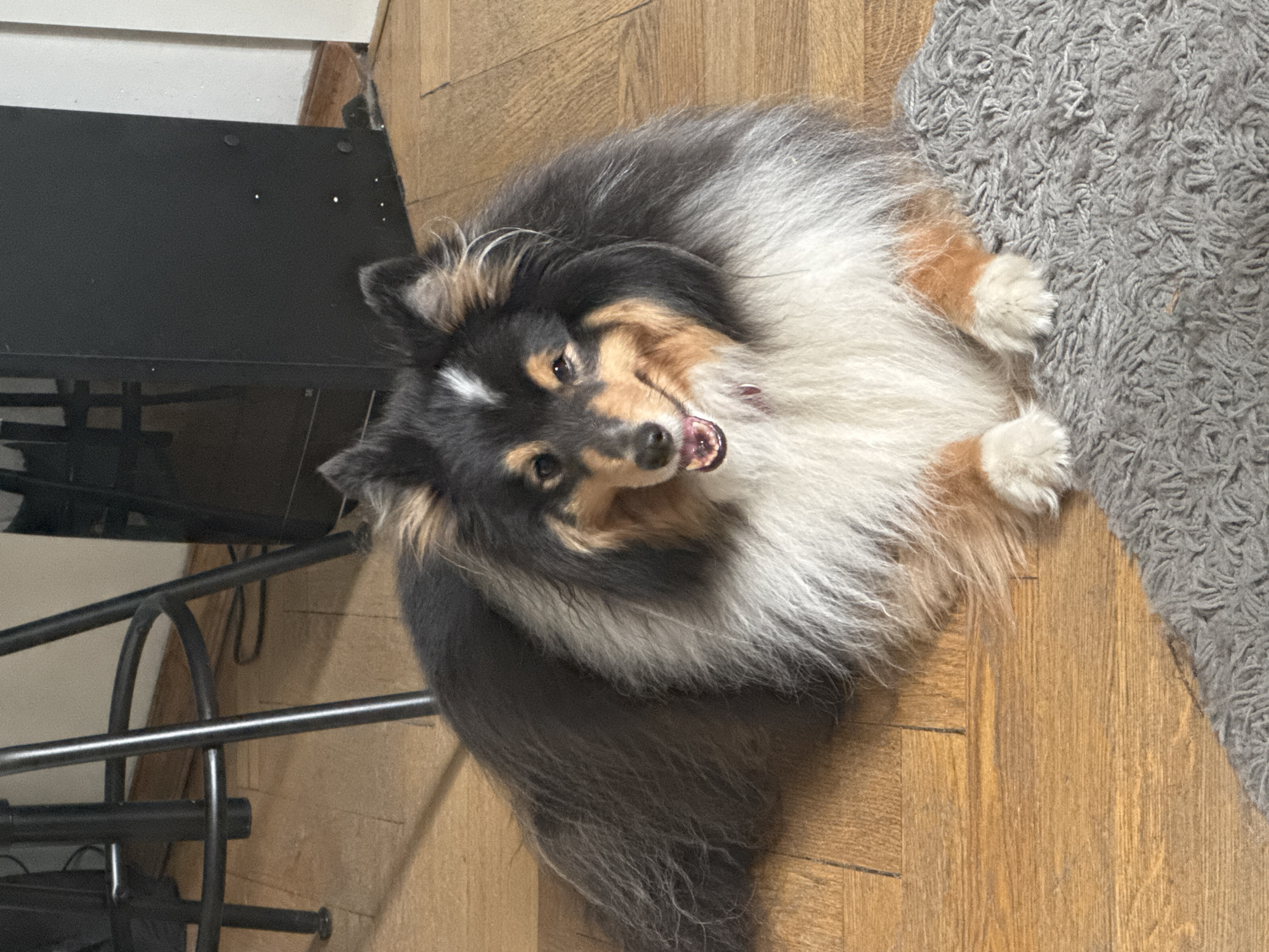 Lazy afternoon with a Sheltie in a well-stocked Moscow apartment