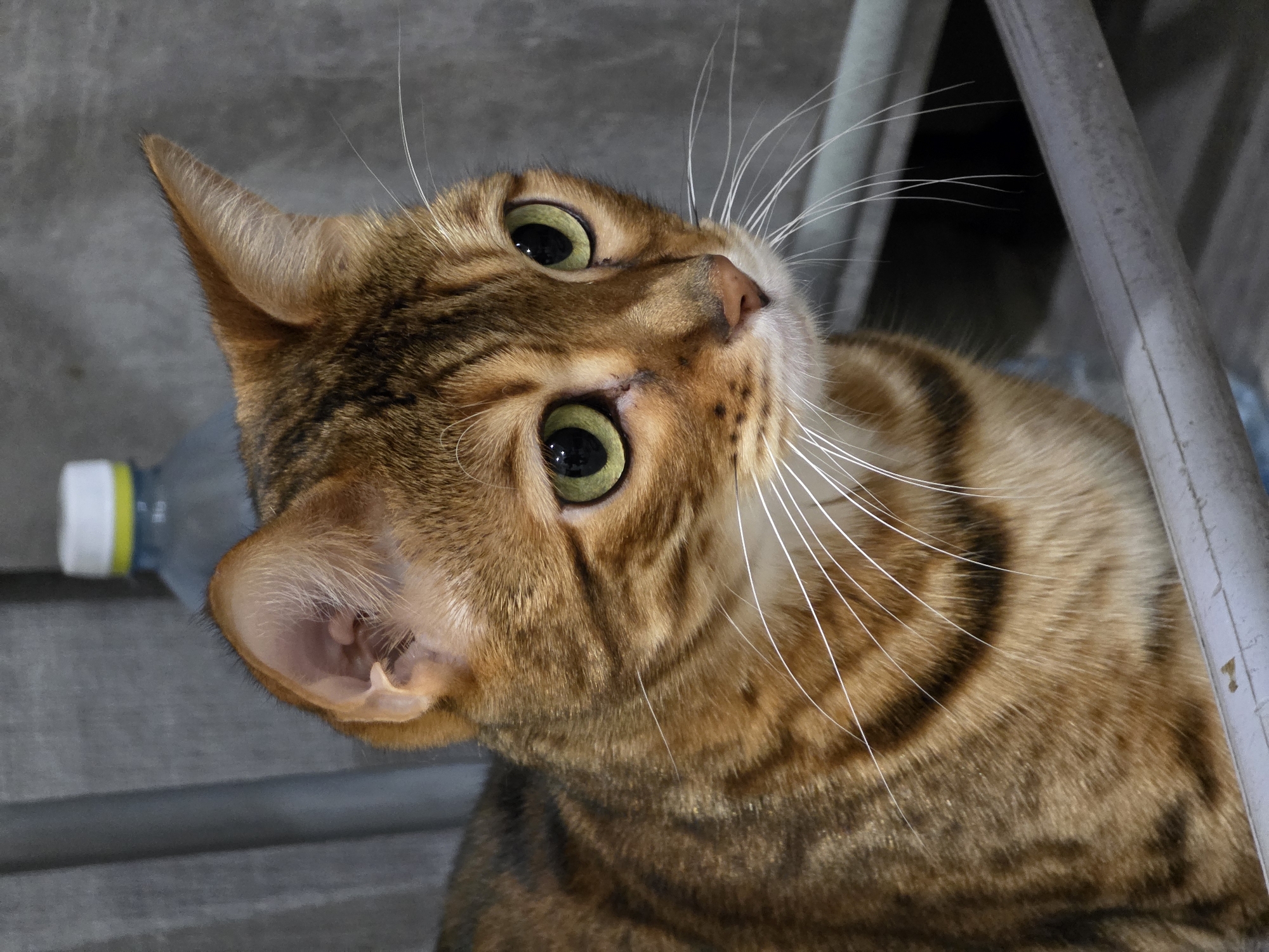 Bengal cat captured in domestic moments across Russian home
